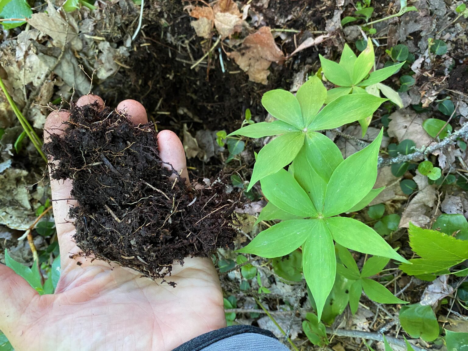 Harvesting Indian Cucumber Root