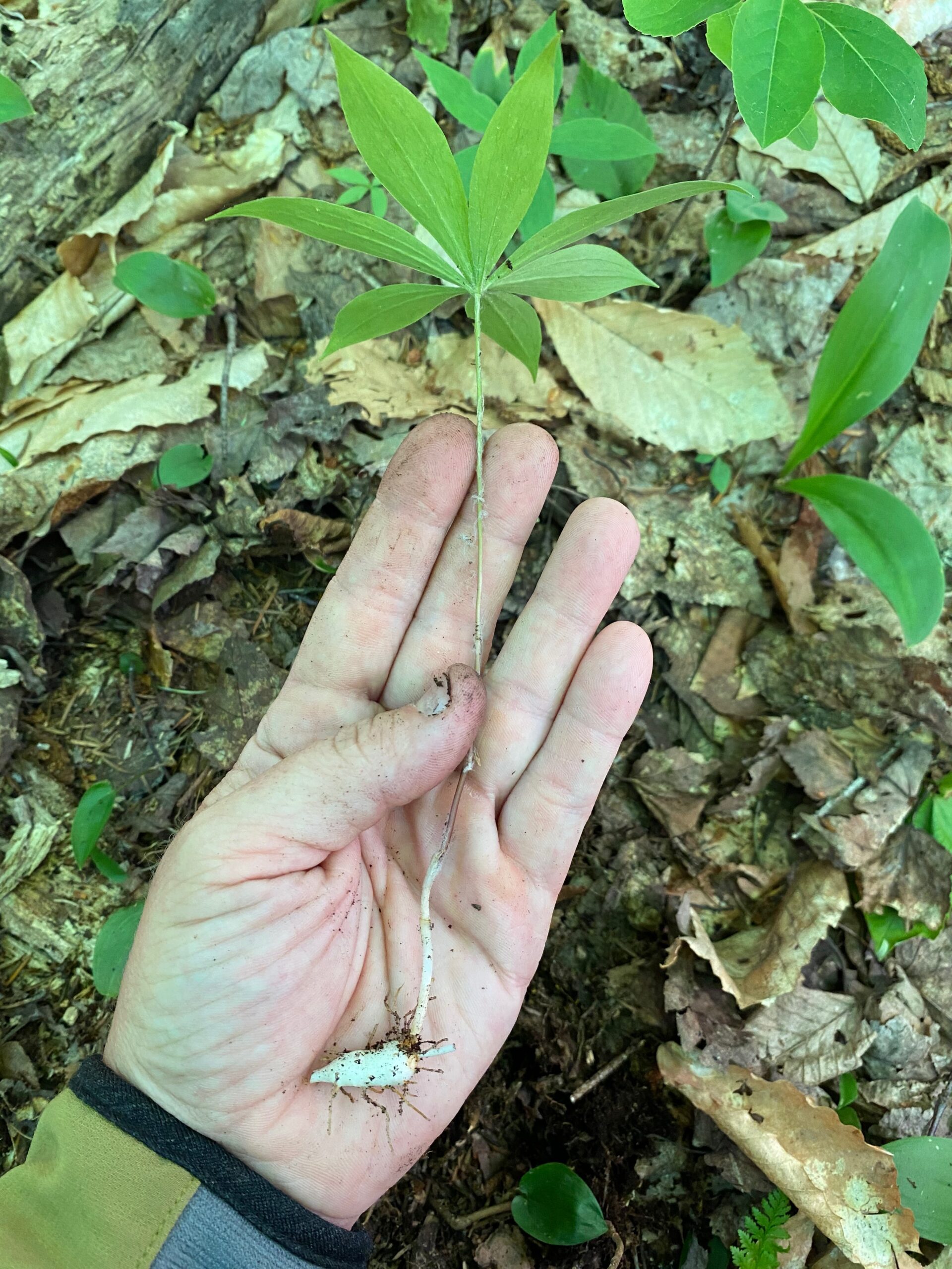 Harvesting Indian Cucumber Root