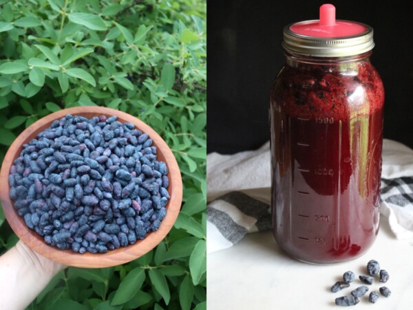 Haskap Wine Recipe