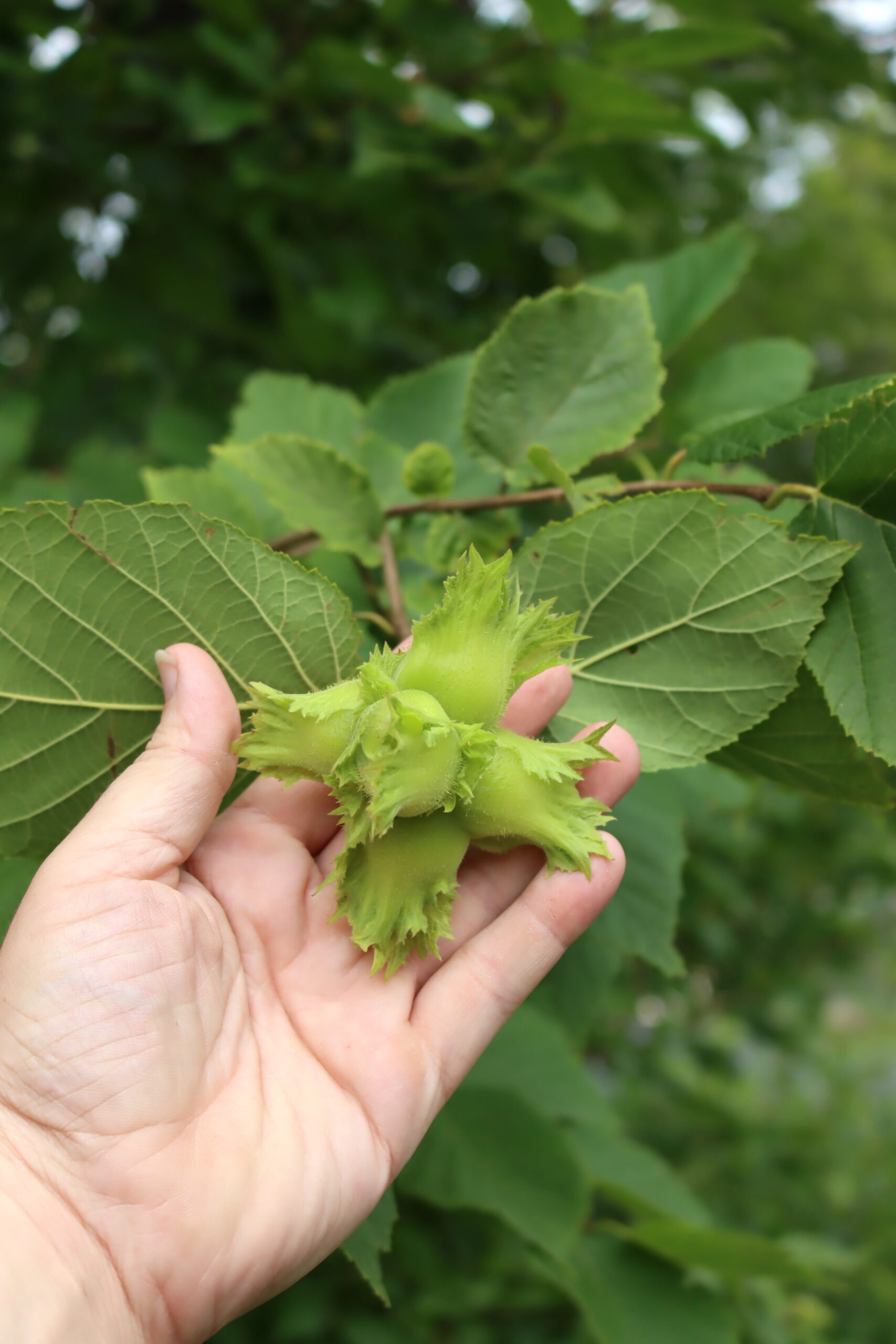 Hazelnut Cluster