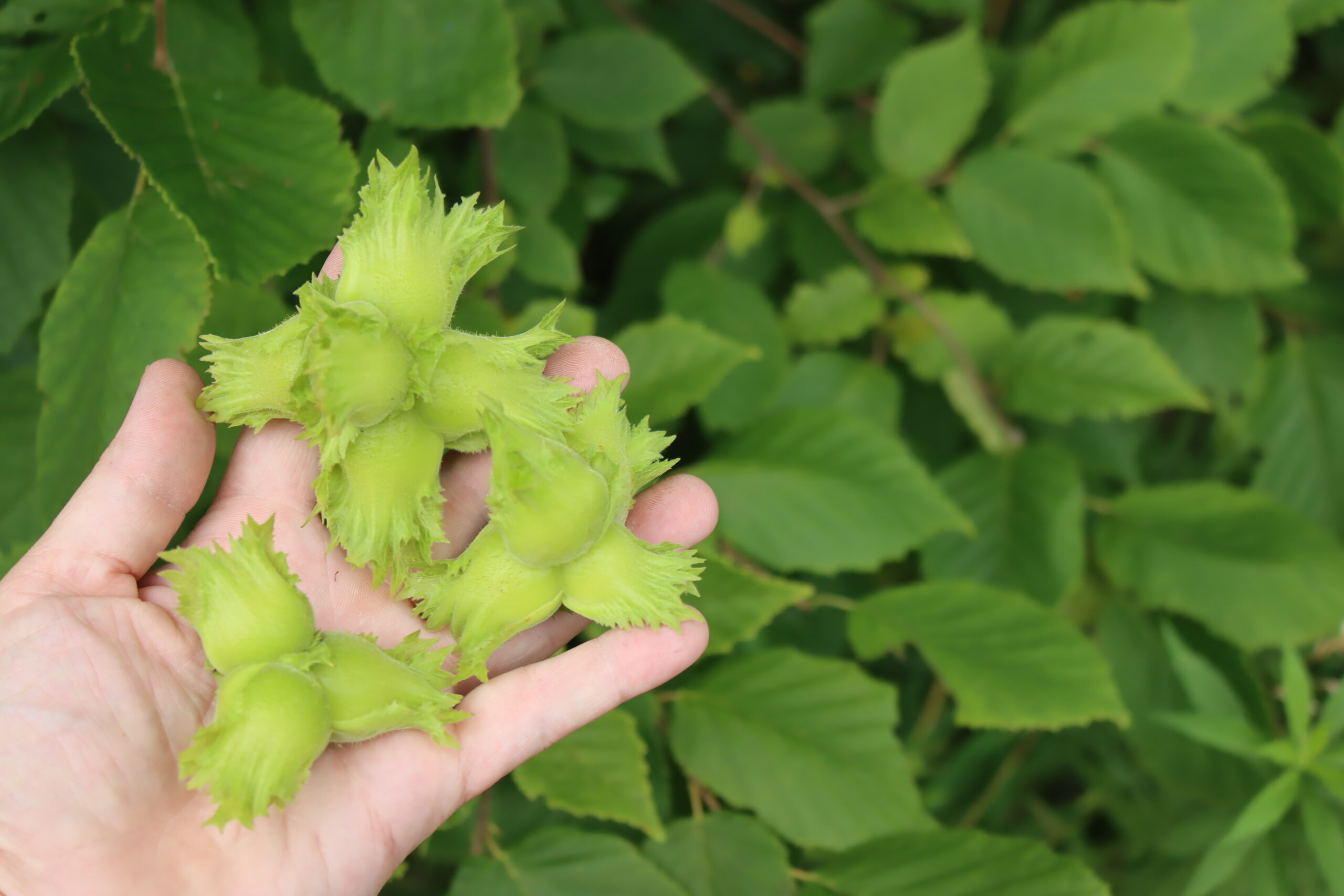 Hazelnut Clusters
