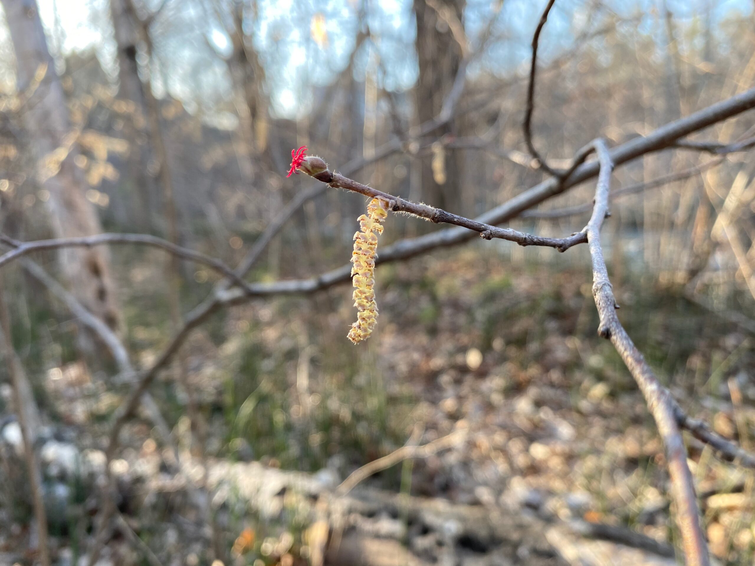 Hazelnut Flower