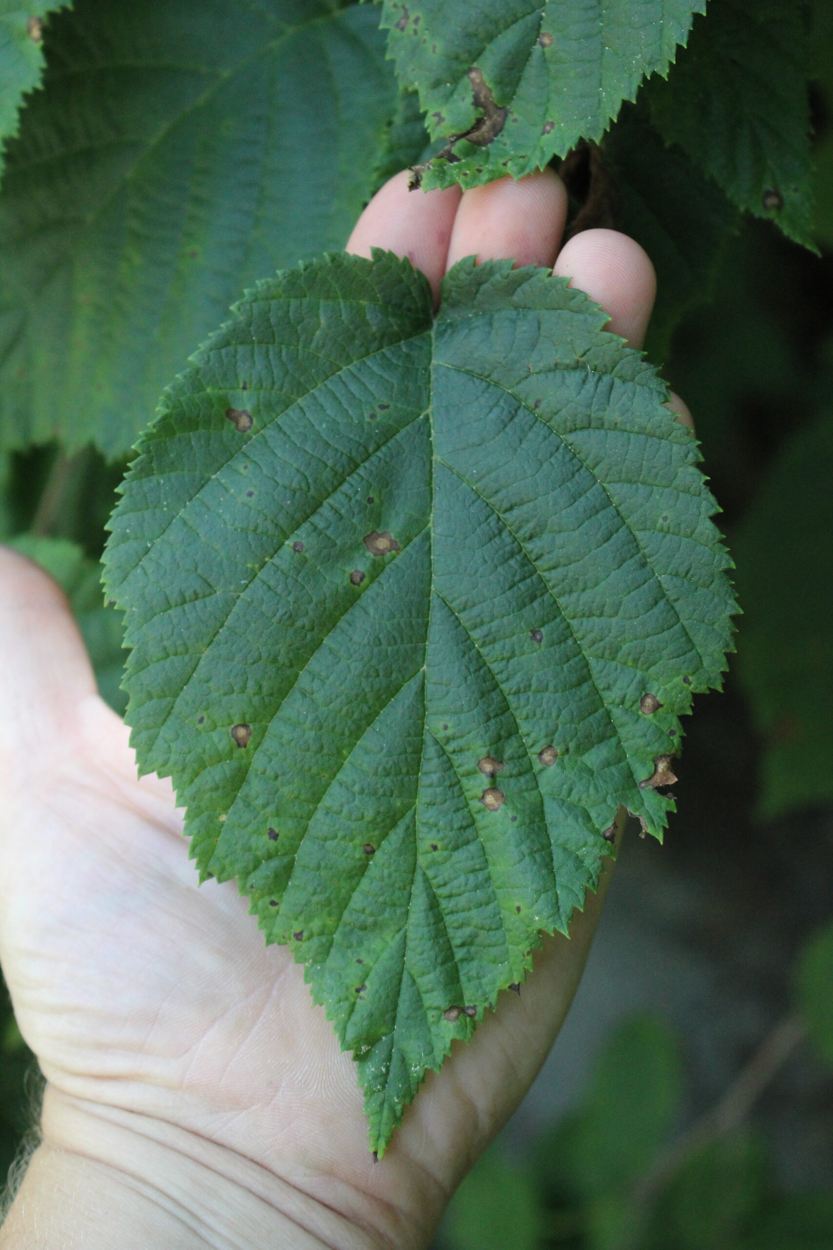 Hazelnut Leaf