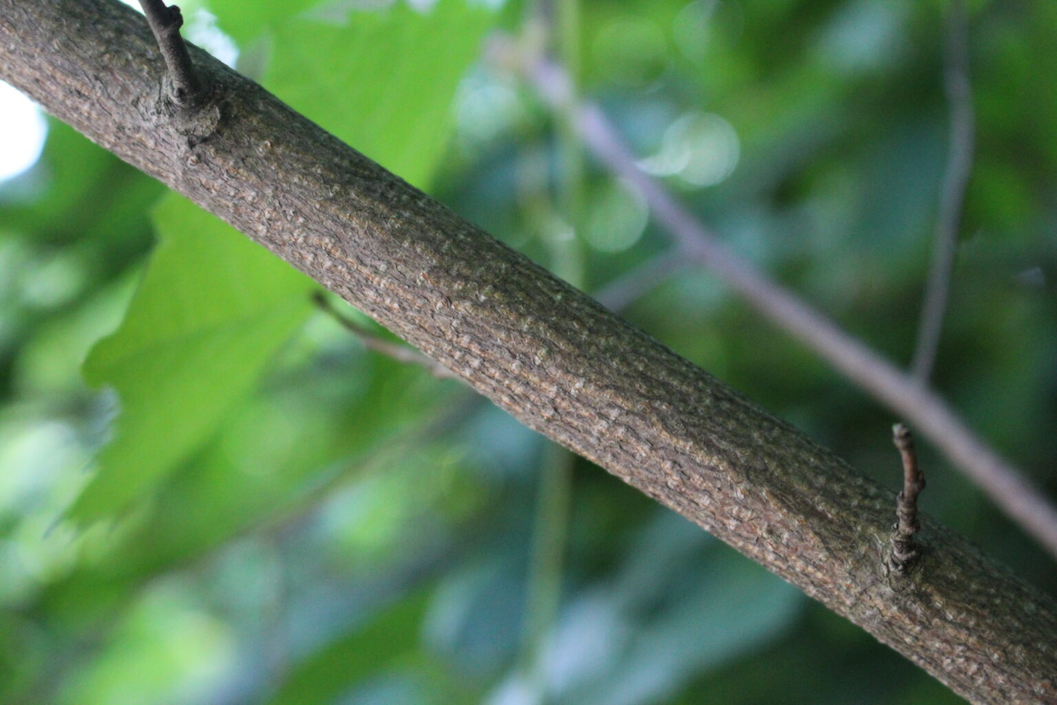 Hazelnut Stem or Hazelnut Bark
