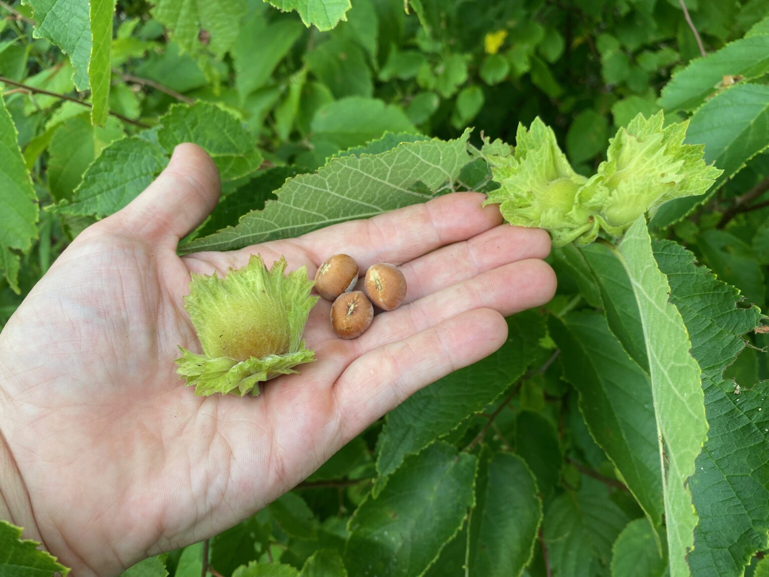 Hazelnuts in and out of husk