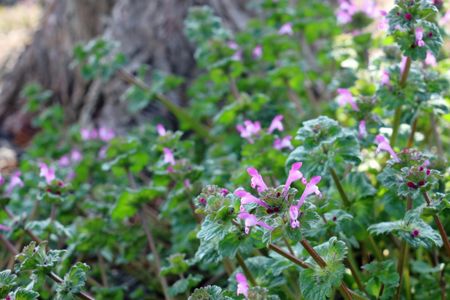 Henbit (Lamium amplexicaule)