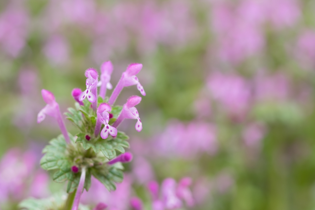 Henbit Flowers