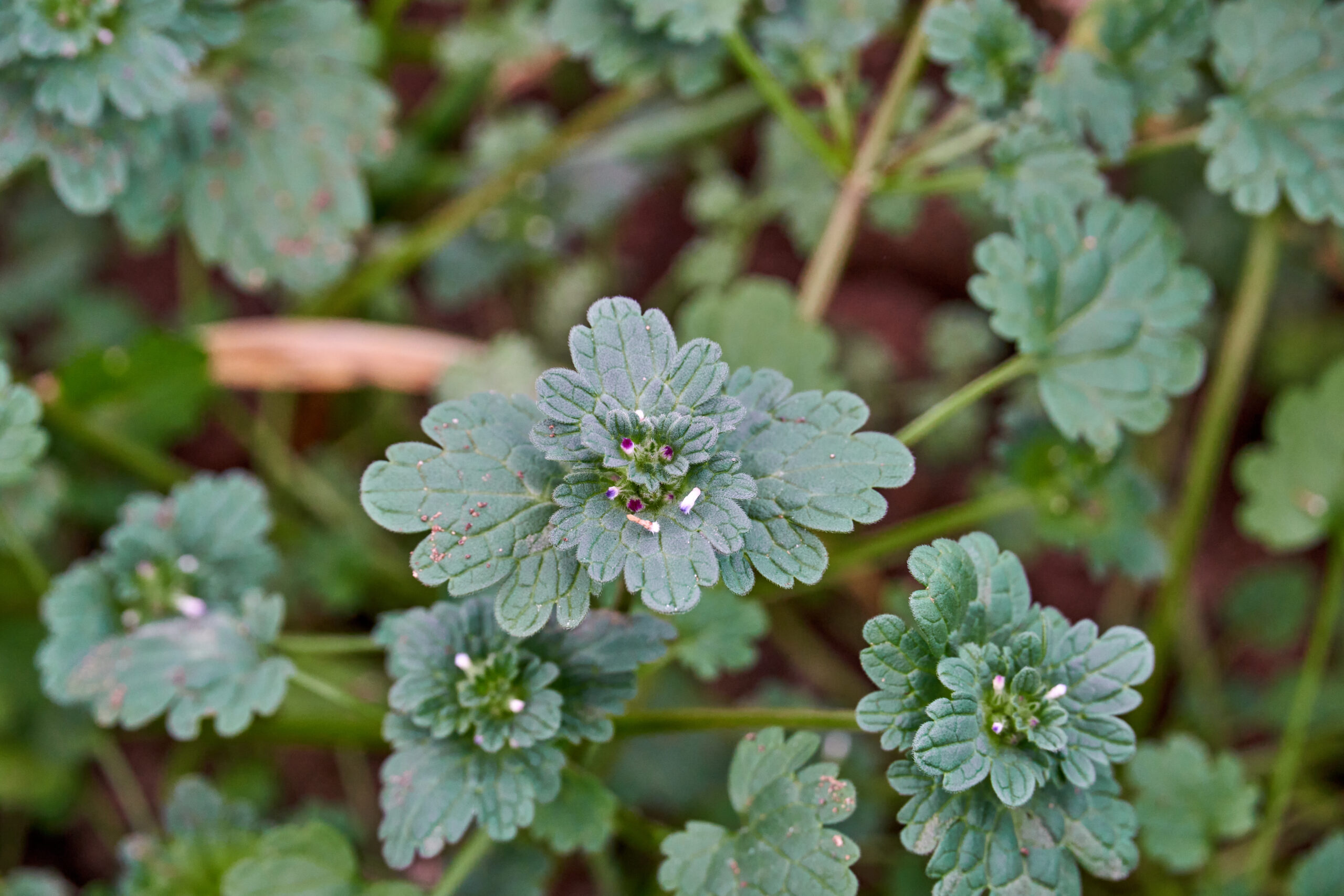Henbit Leaves