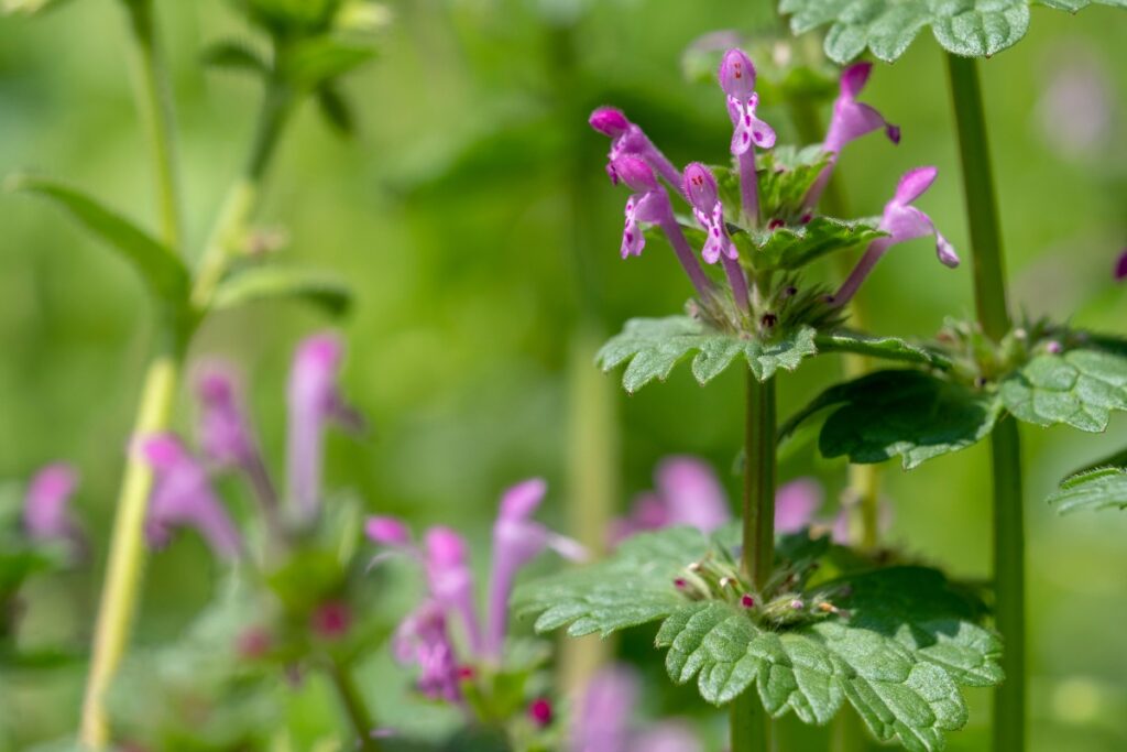 Henbit Plant