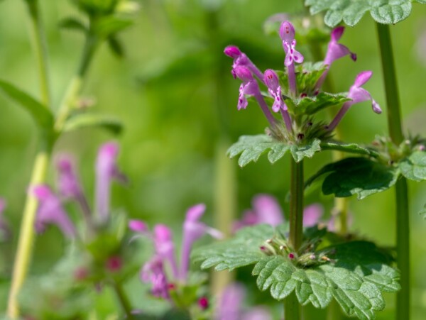 Henbit Plant