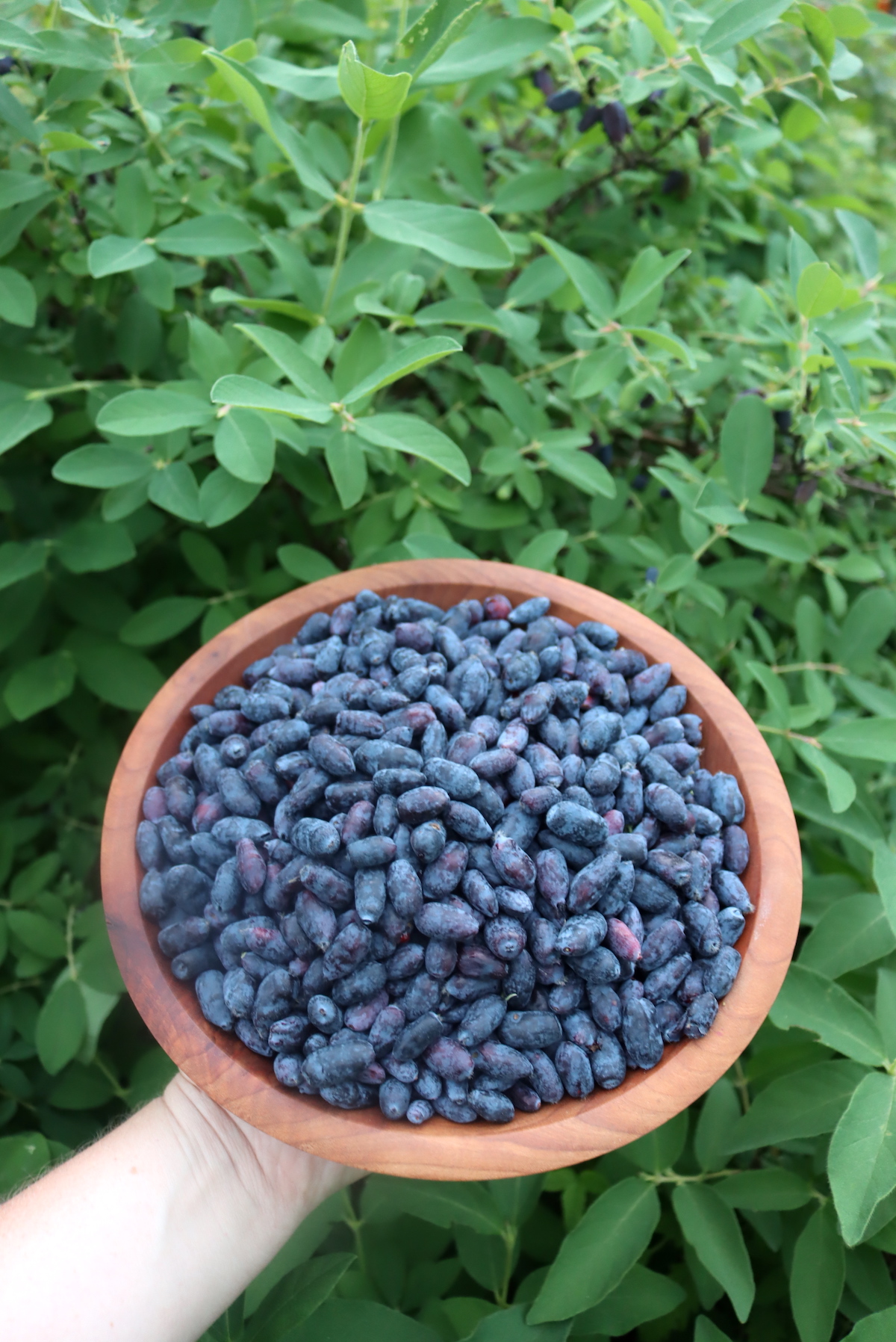 Honeyberry