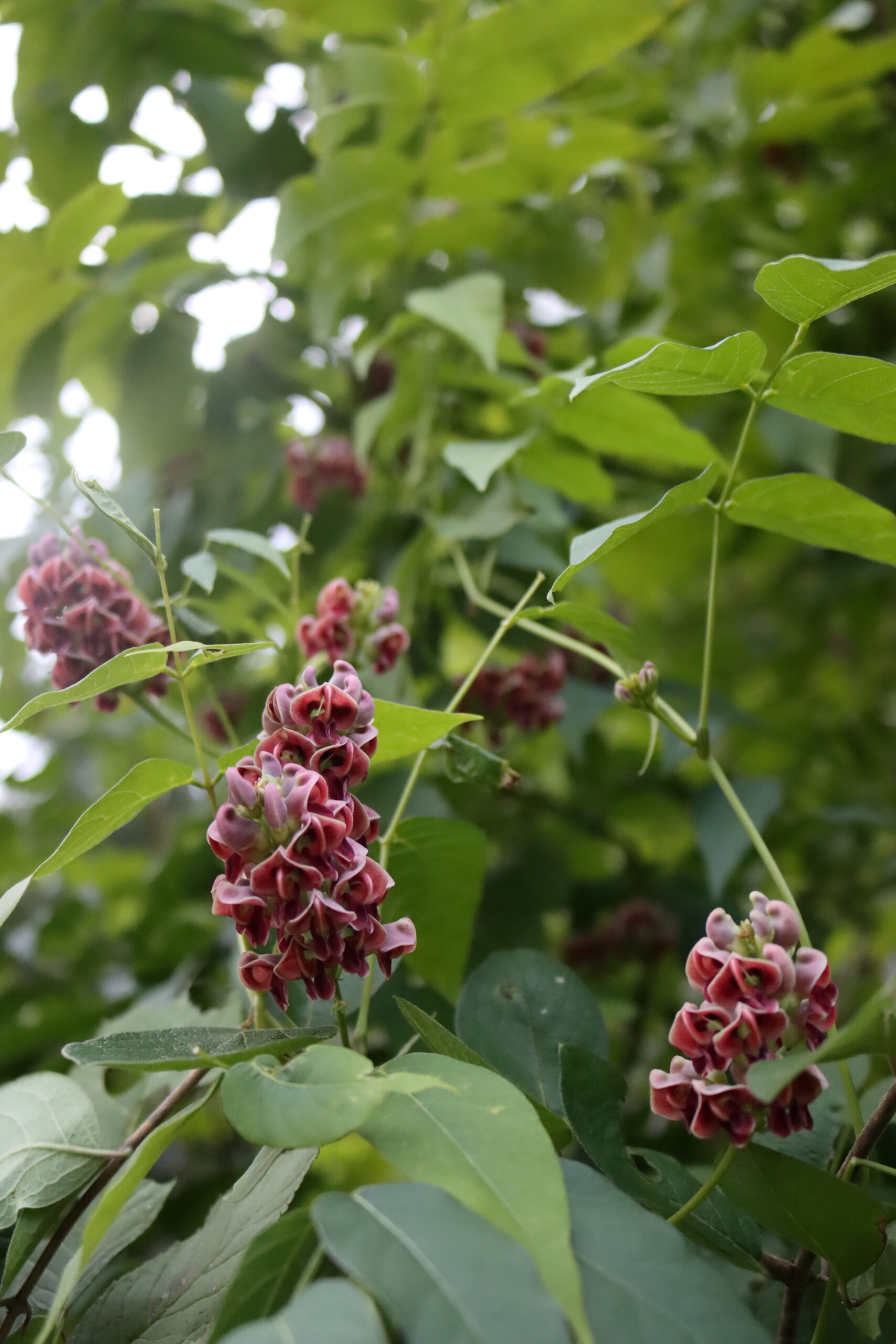 Hopniss Flowers