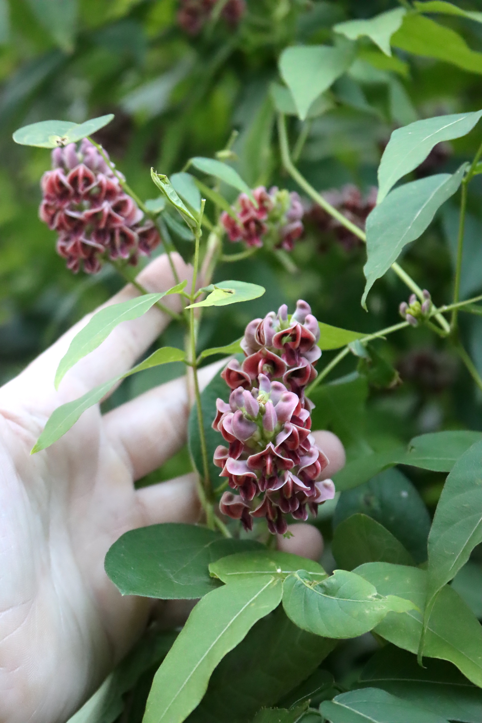 Hopniss Flowers