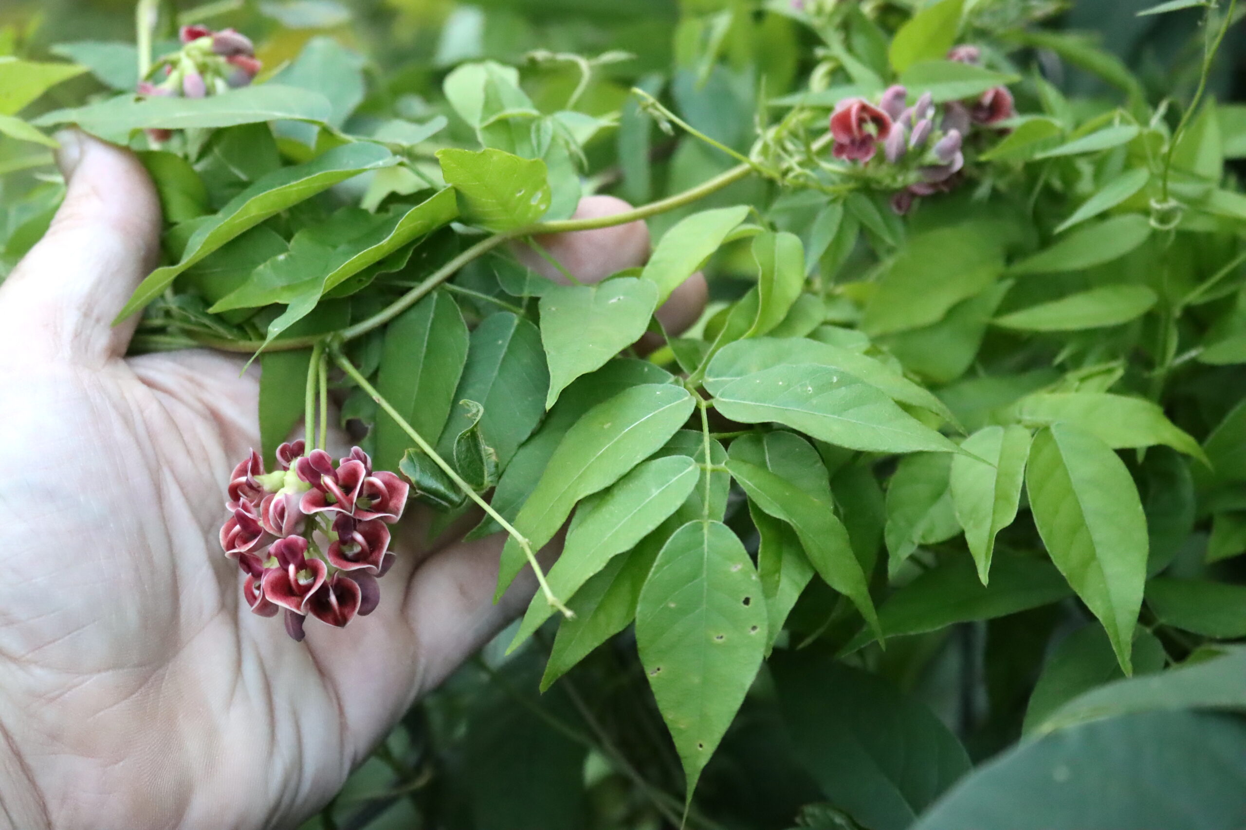 Hopniss Plant