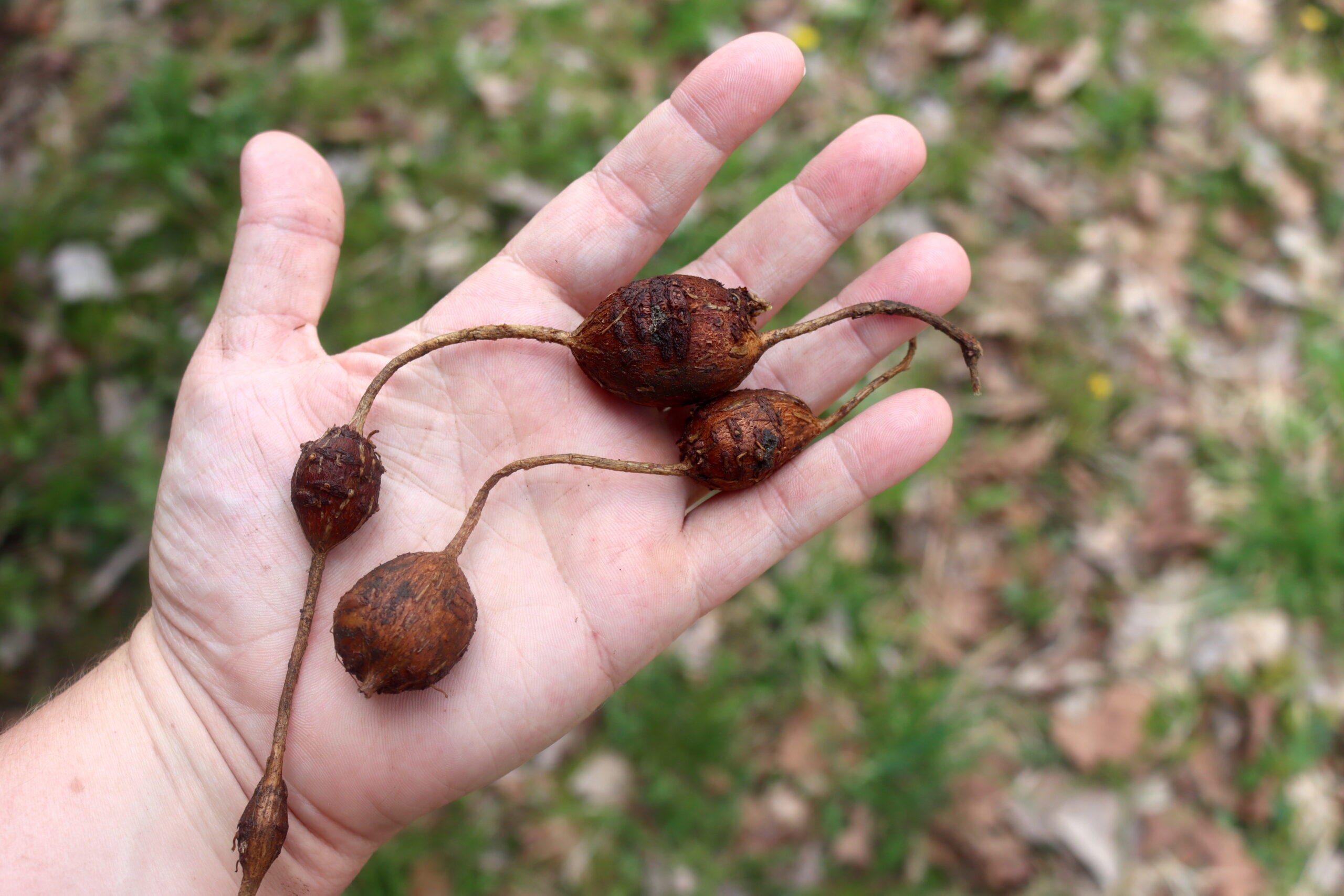 Hopniss Root String