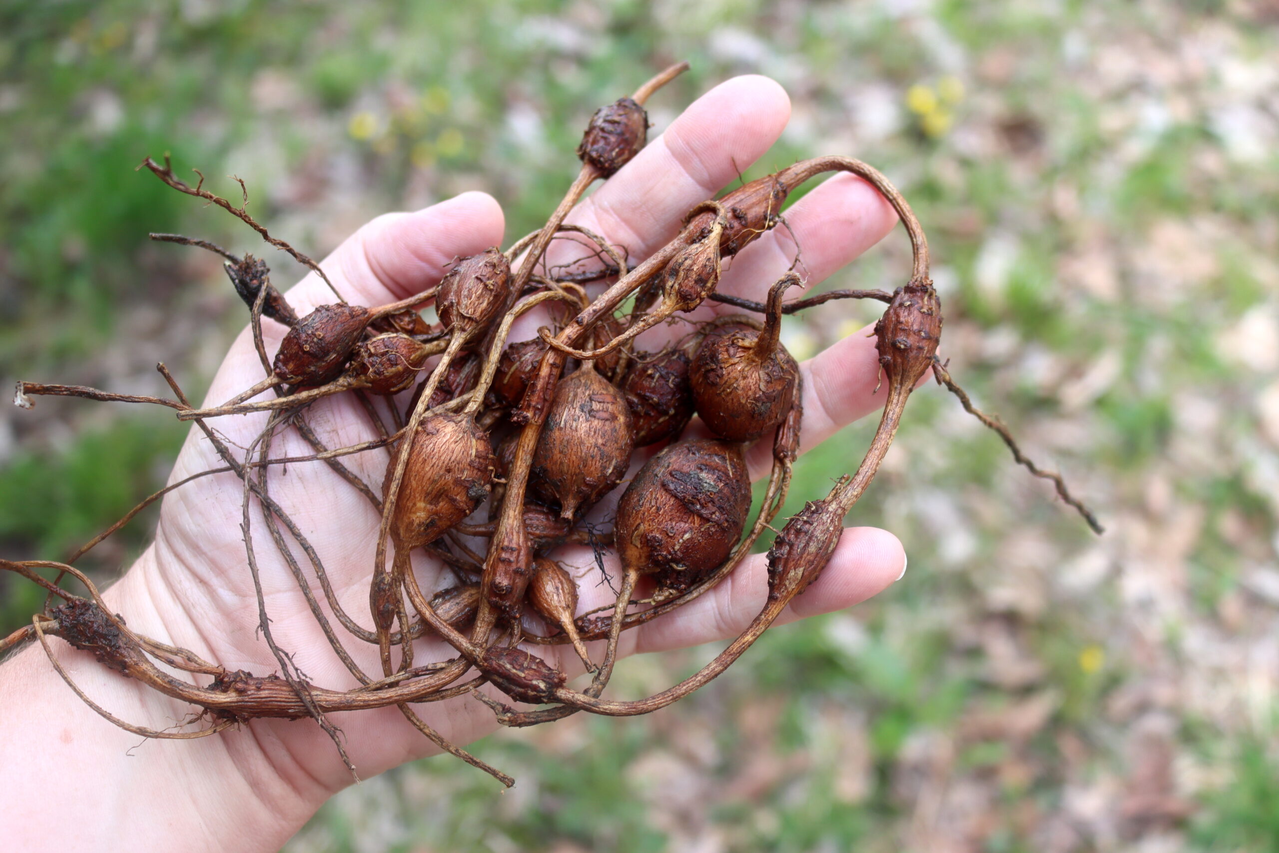 Hopniss Roots