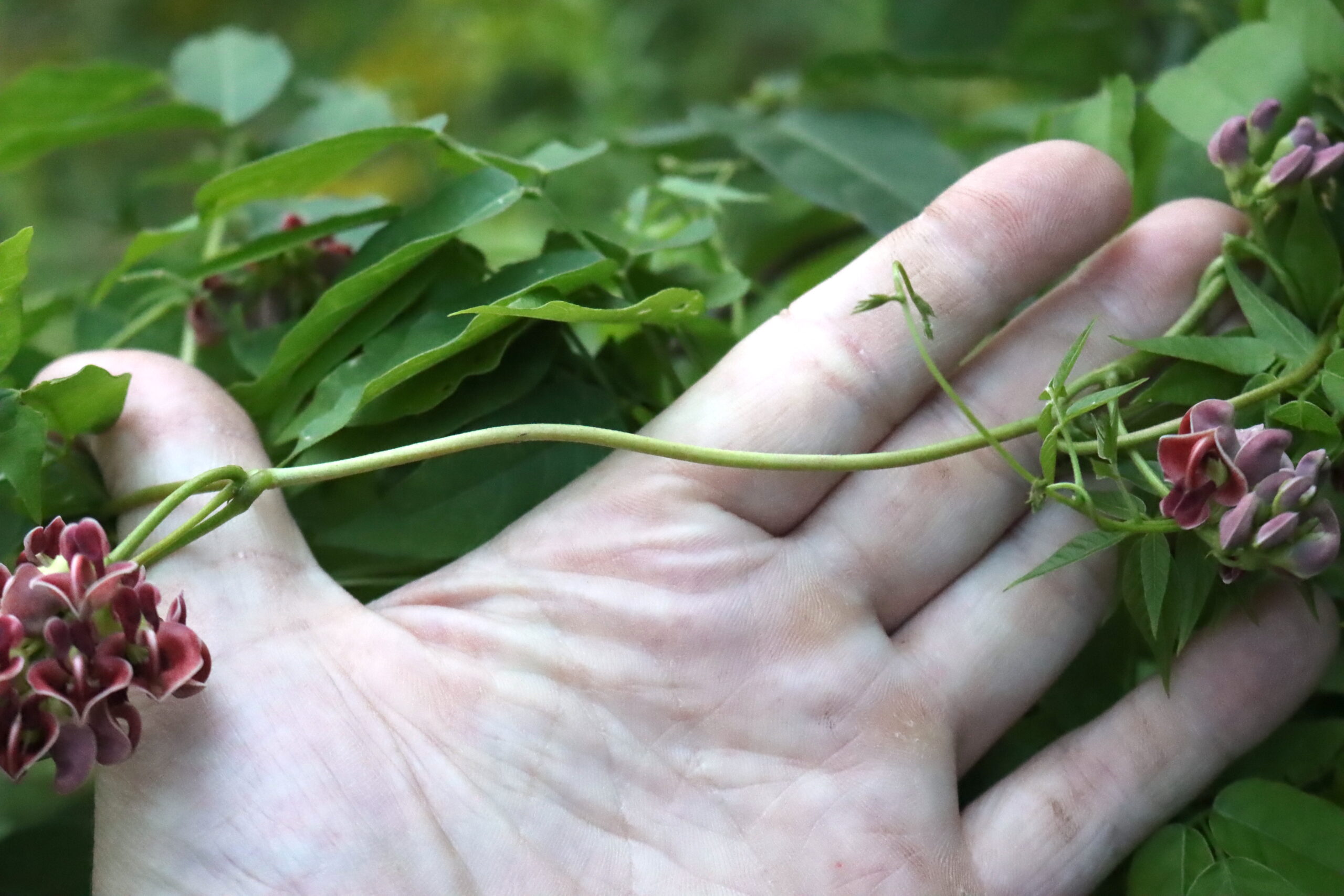 Hopniss Stems