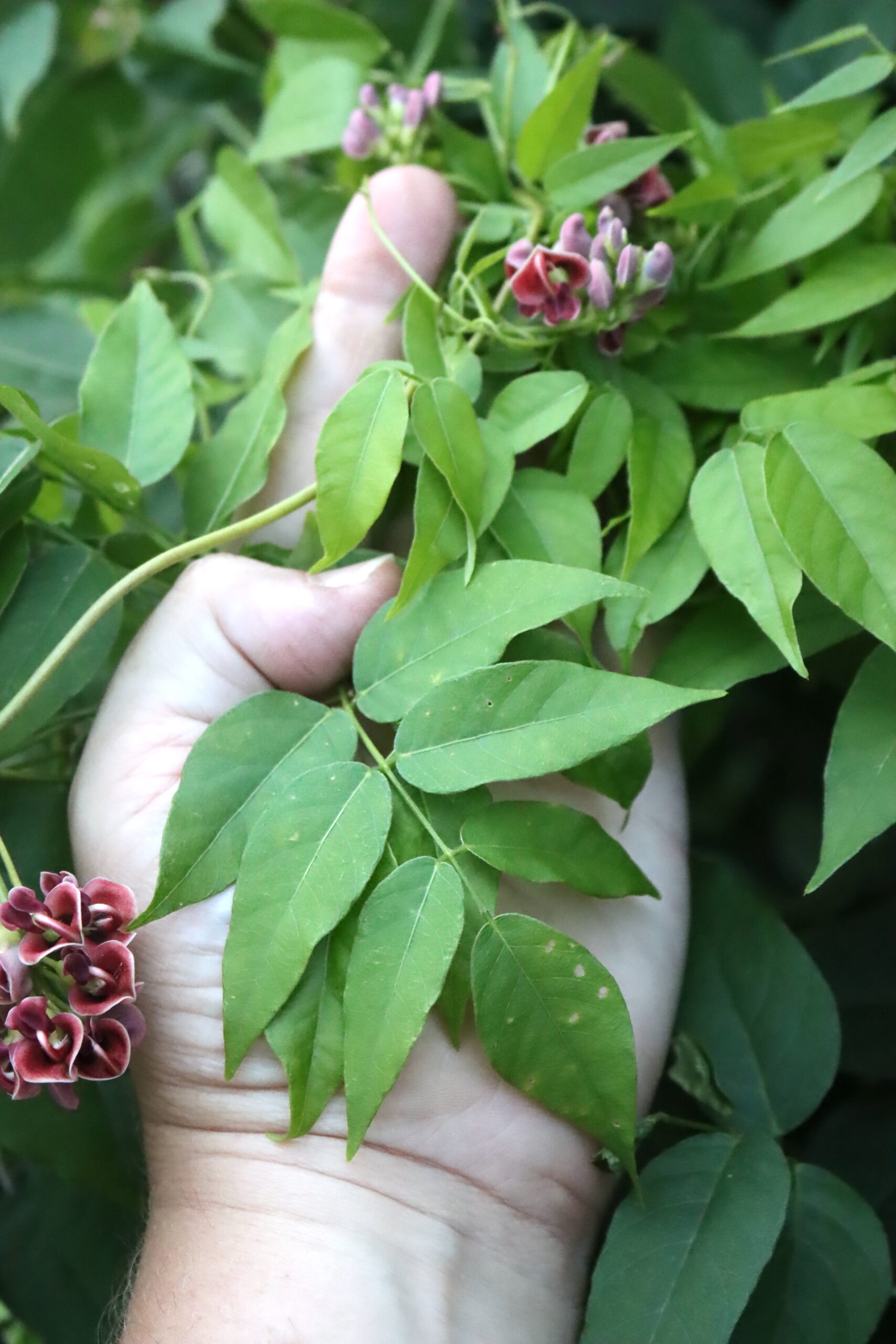 Hopniss leaves