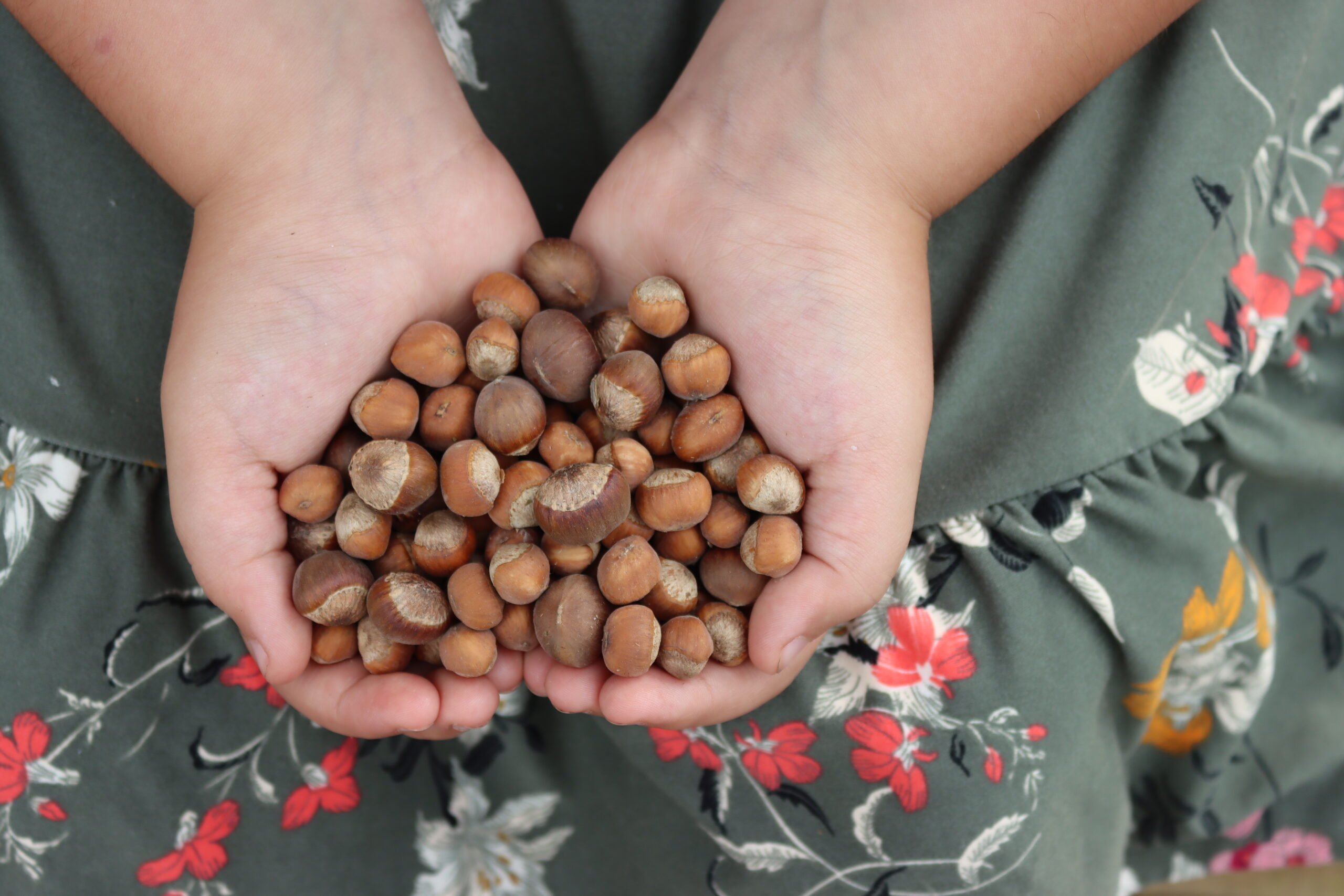 Husked Hazelnuts