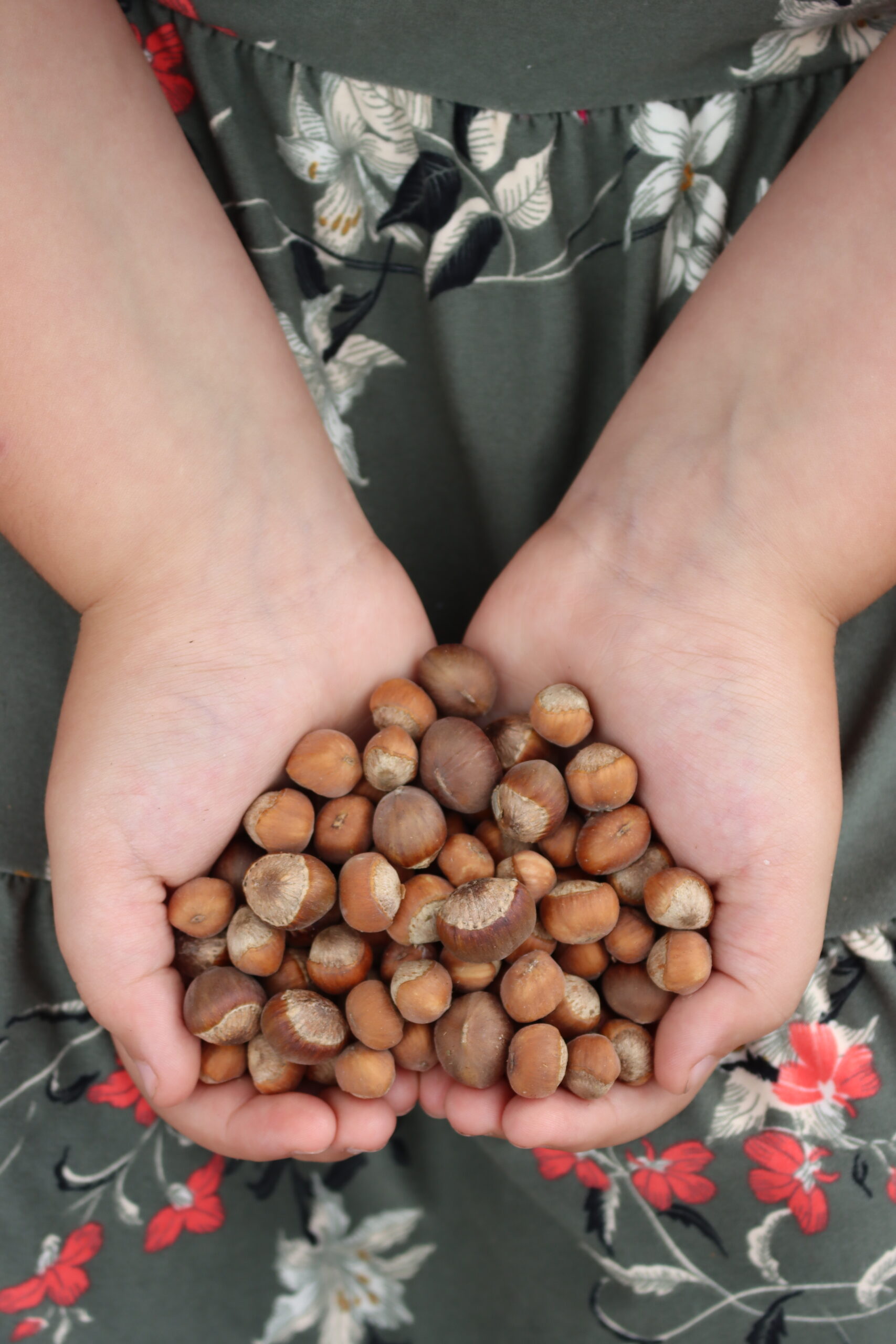 Husked Hazelnuts
