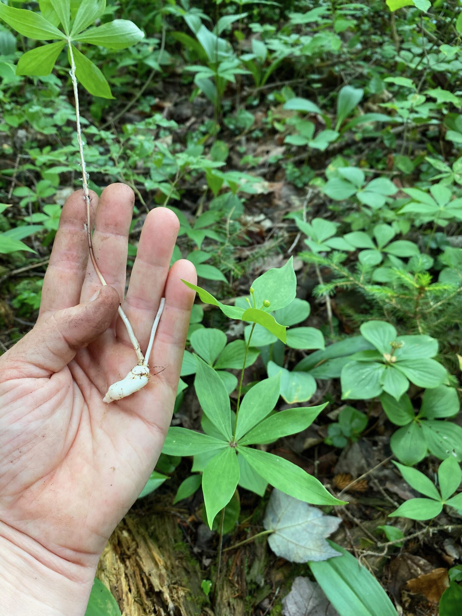 Indian Cucumber Root