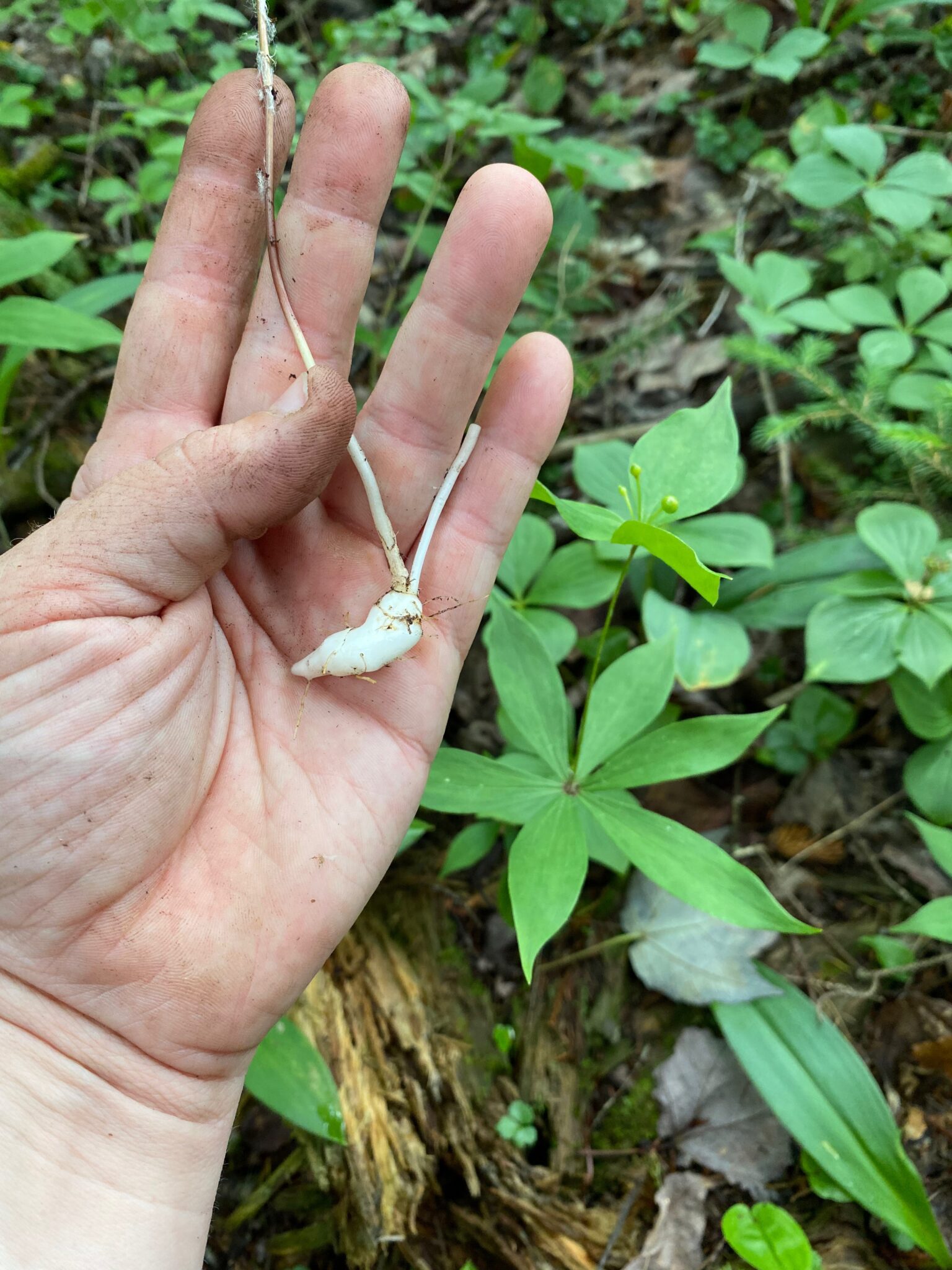 Indian Cucumber Root