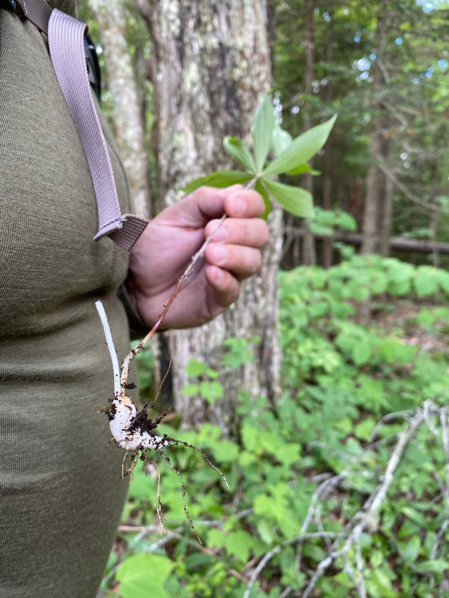 Indian Cucumber Root