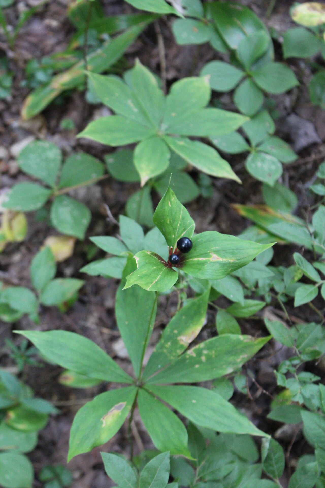 Indian Cucumber Root Fruit