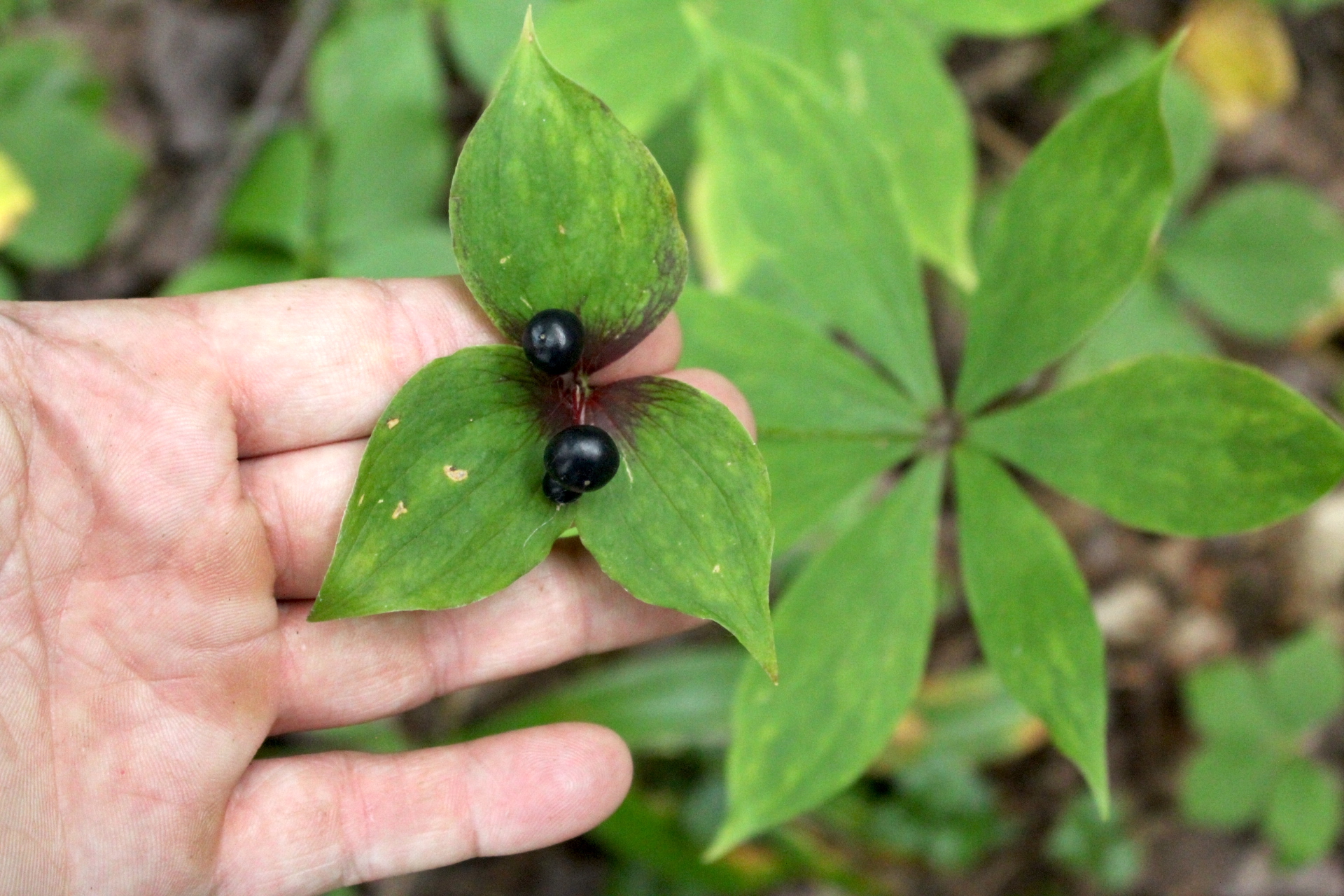 Indian Cucumber Root Fruit