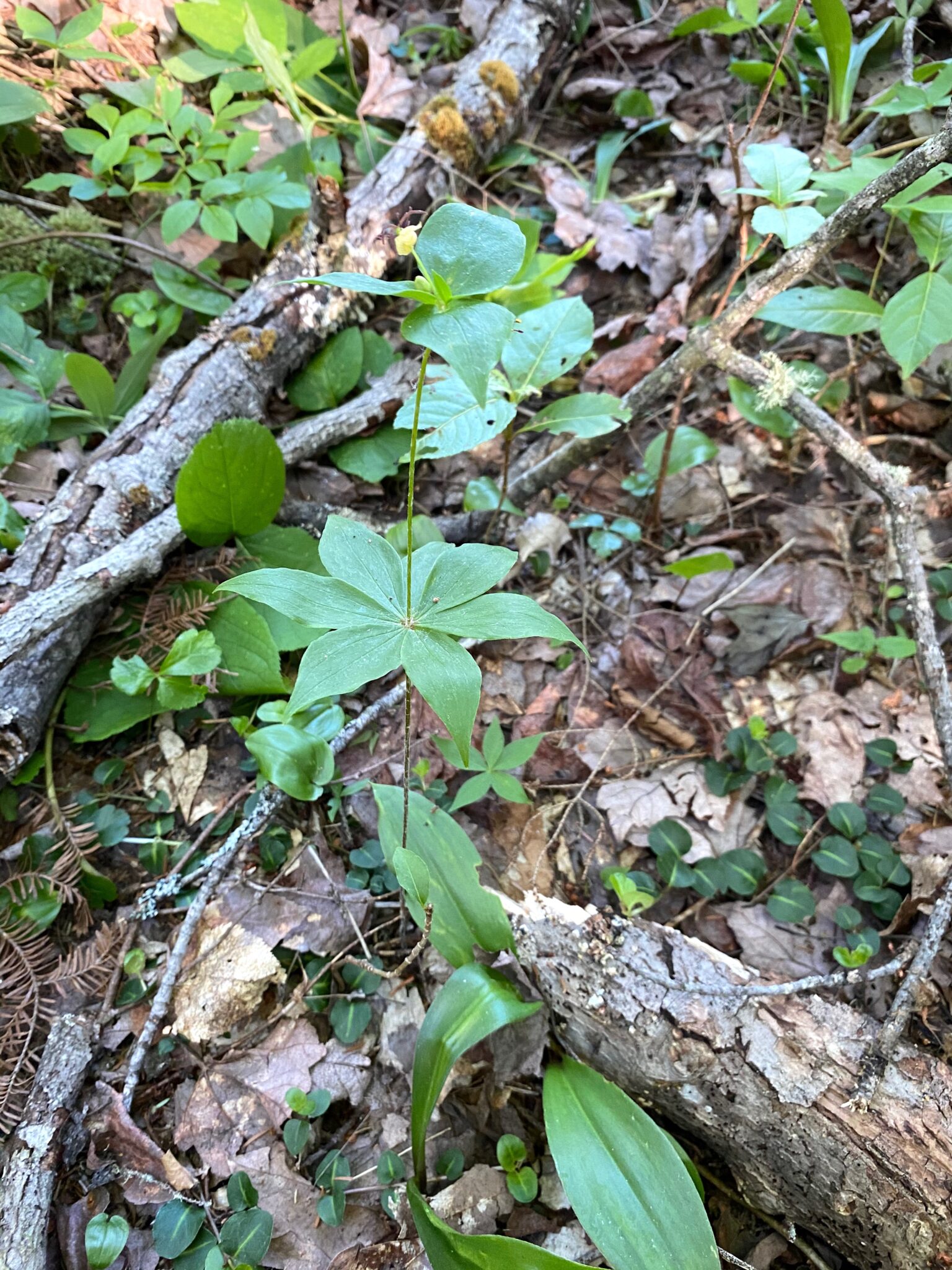 Indian Cucumber Root Plant