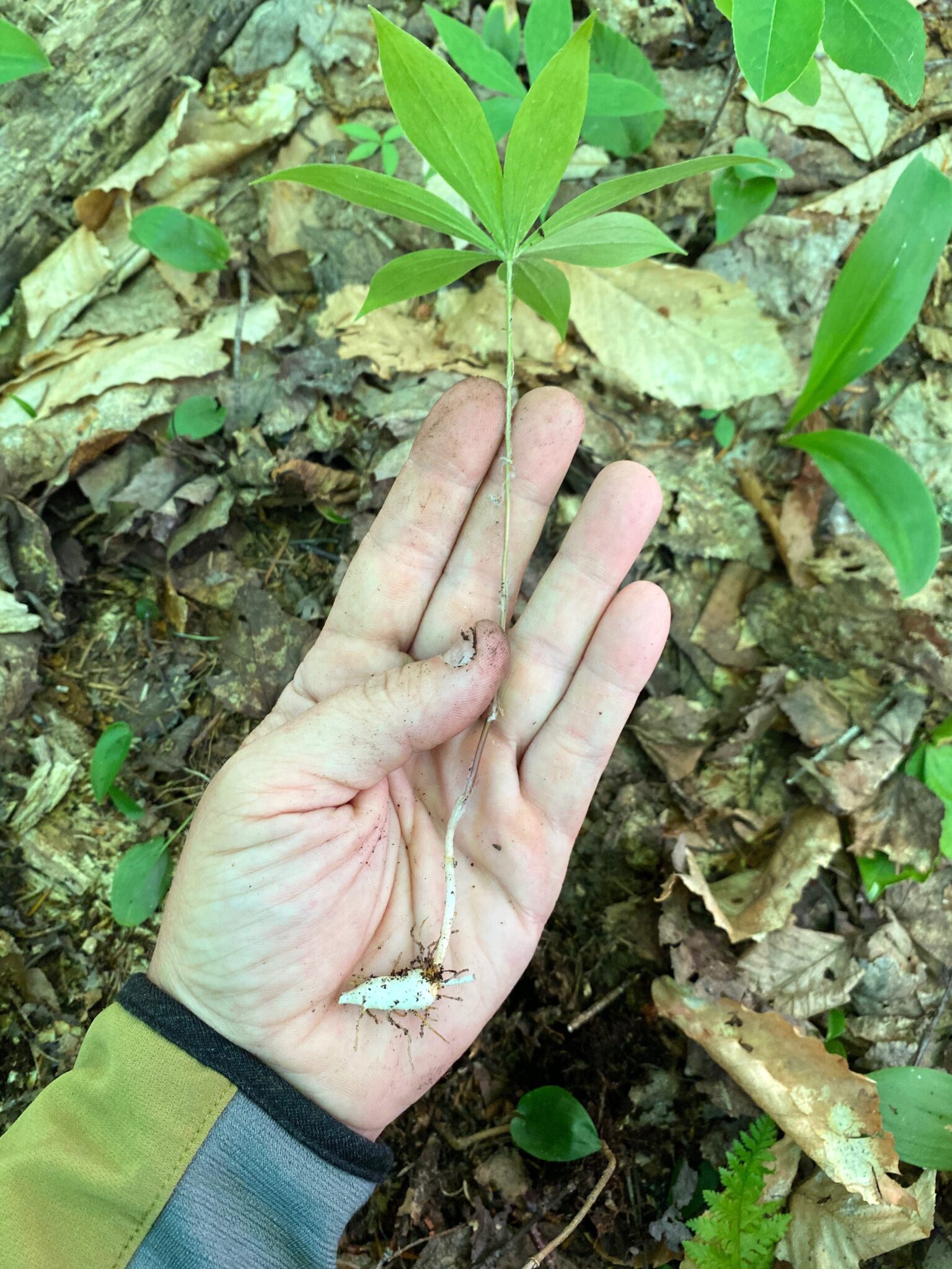 Indian Cucumber Root Plant