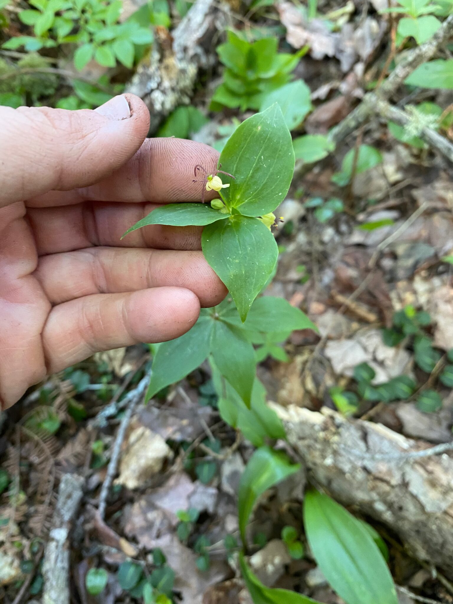 Indian cucumber Root Flower