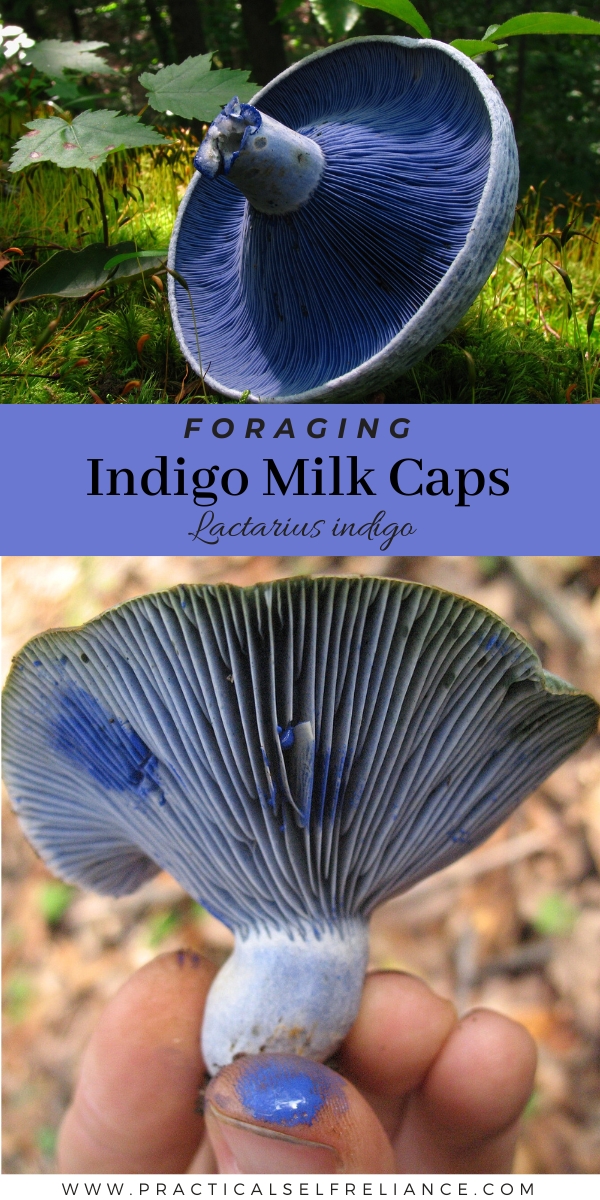 Indigo Milk Cap Identification