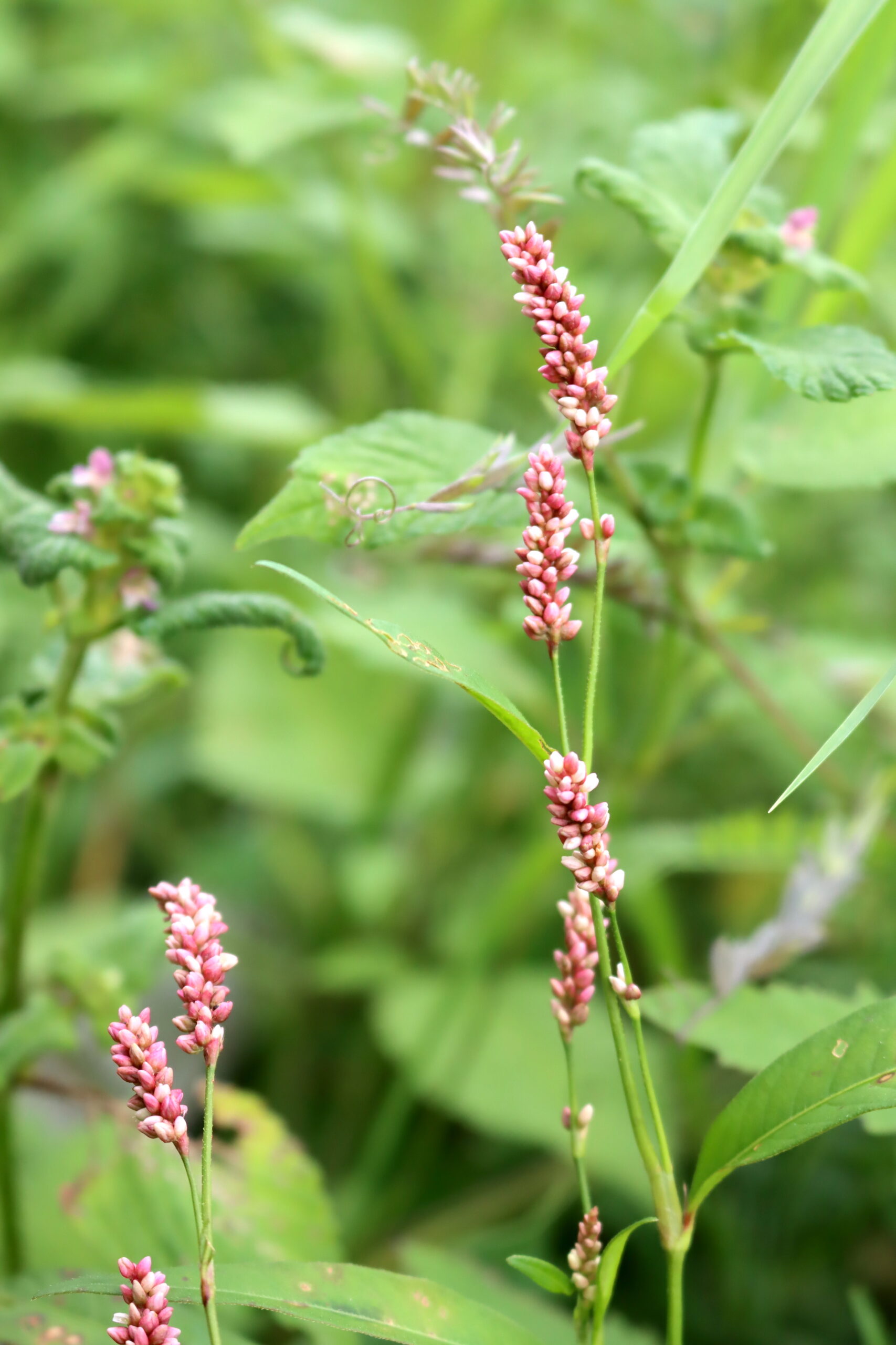 Lady's Thumb Flower