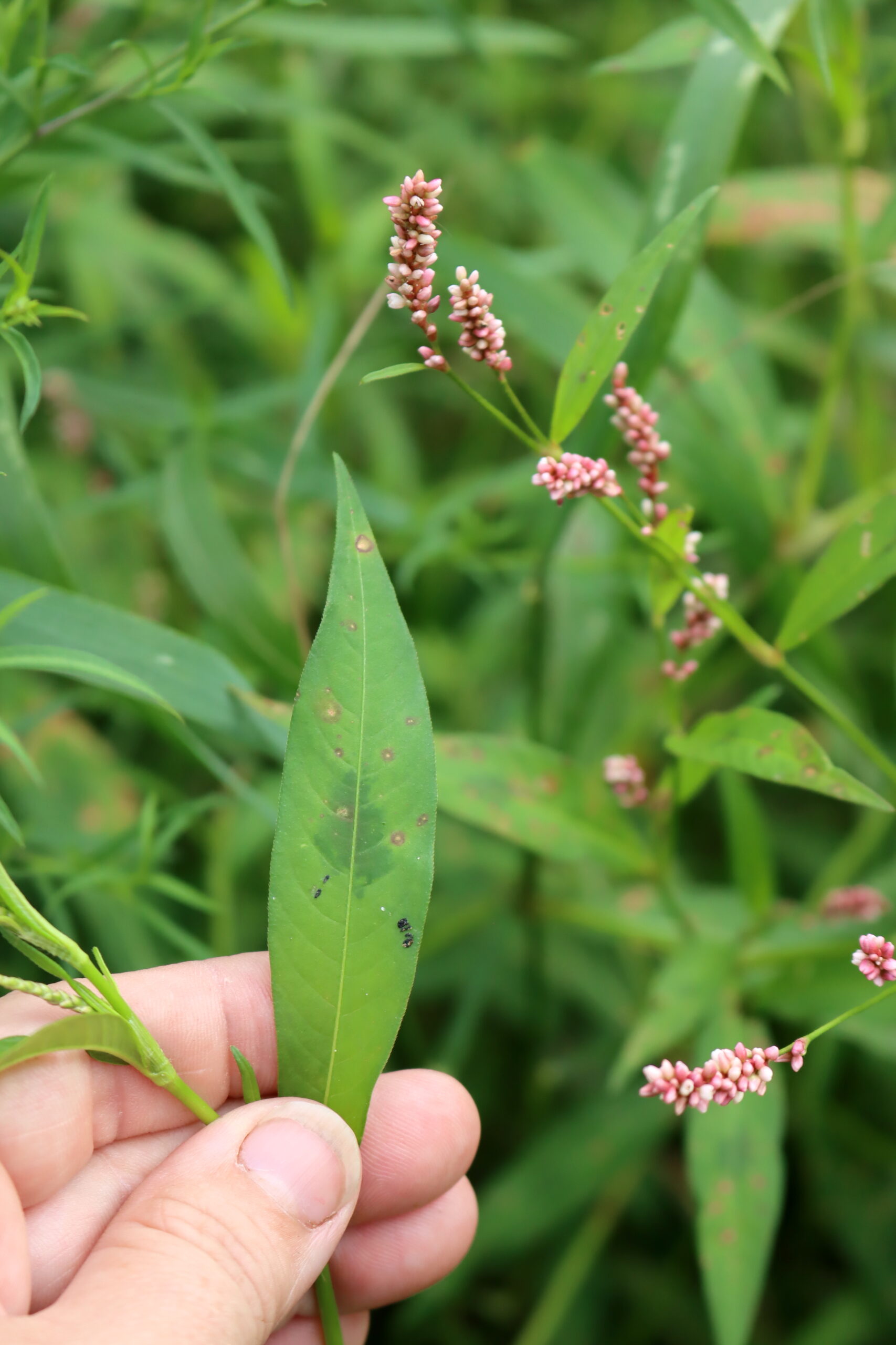 Lady's Thumb Leaves