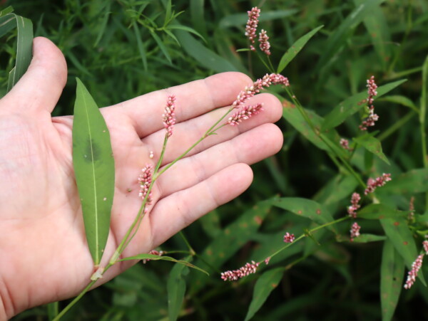 Lady's thumb weed