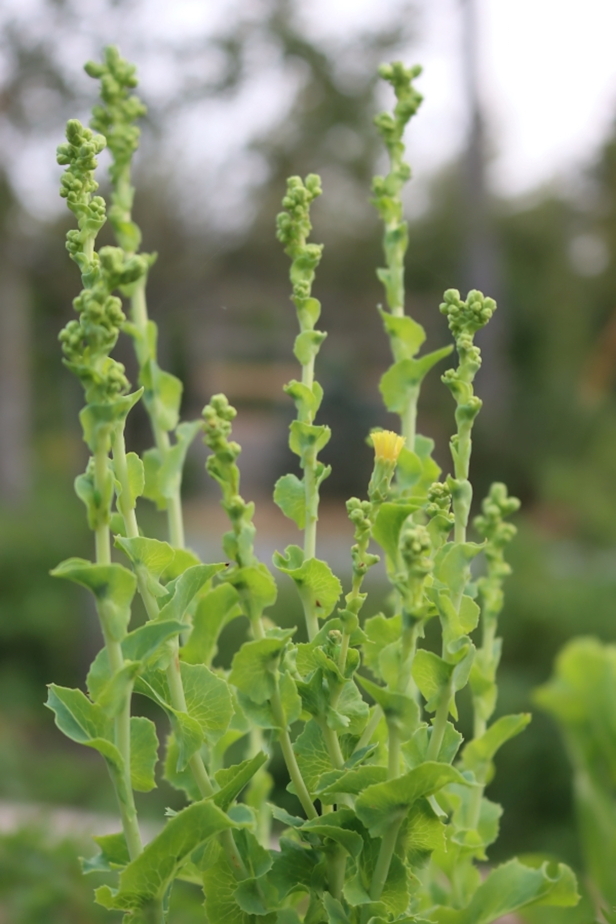 Bolted Lettuce in Flower