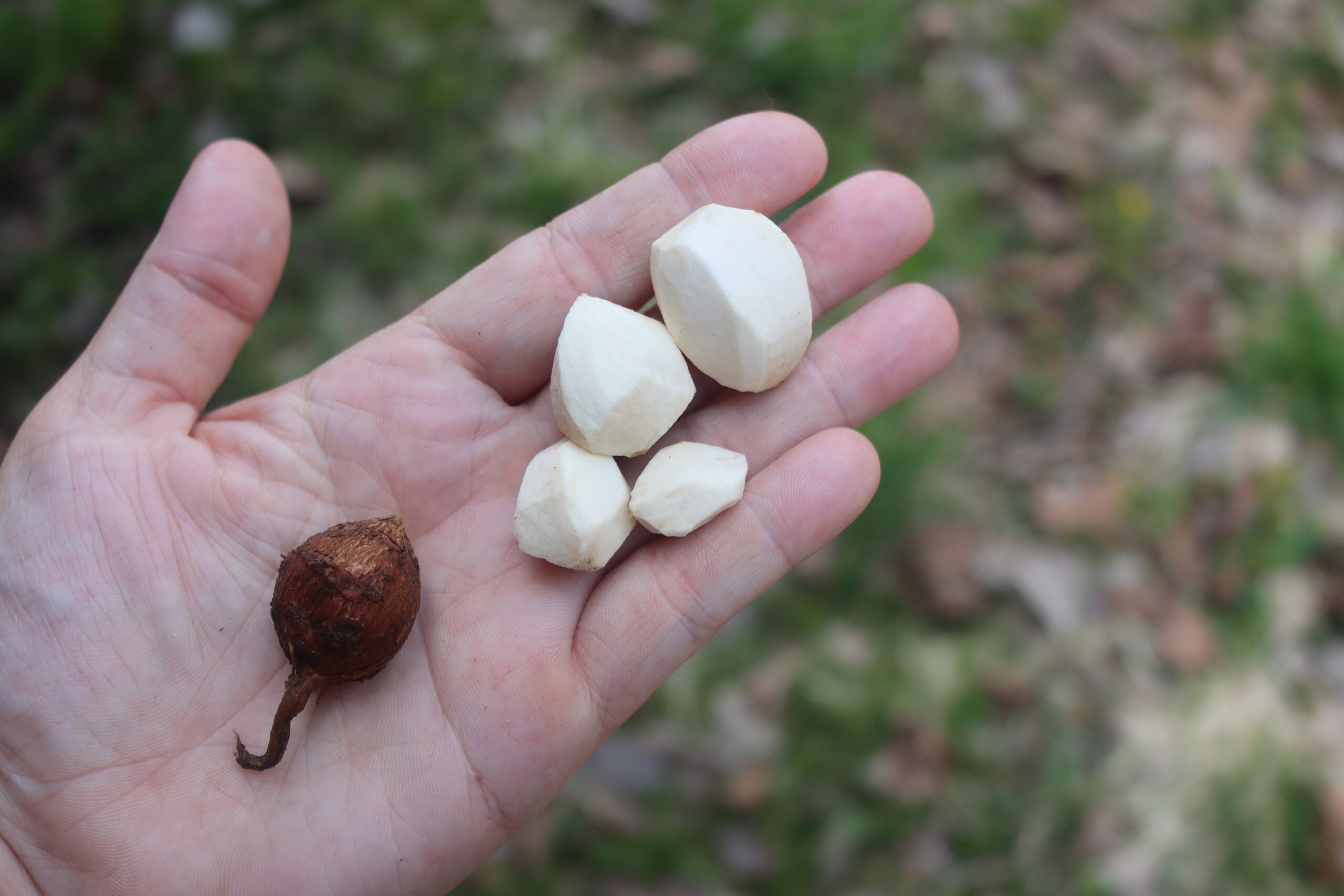 Peeled Groundnut