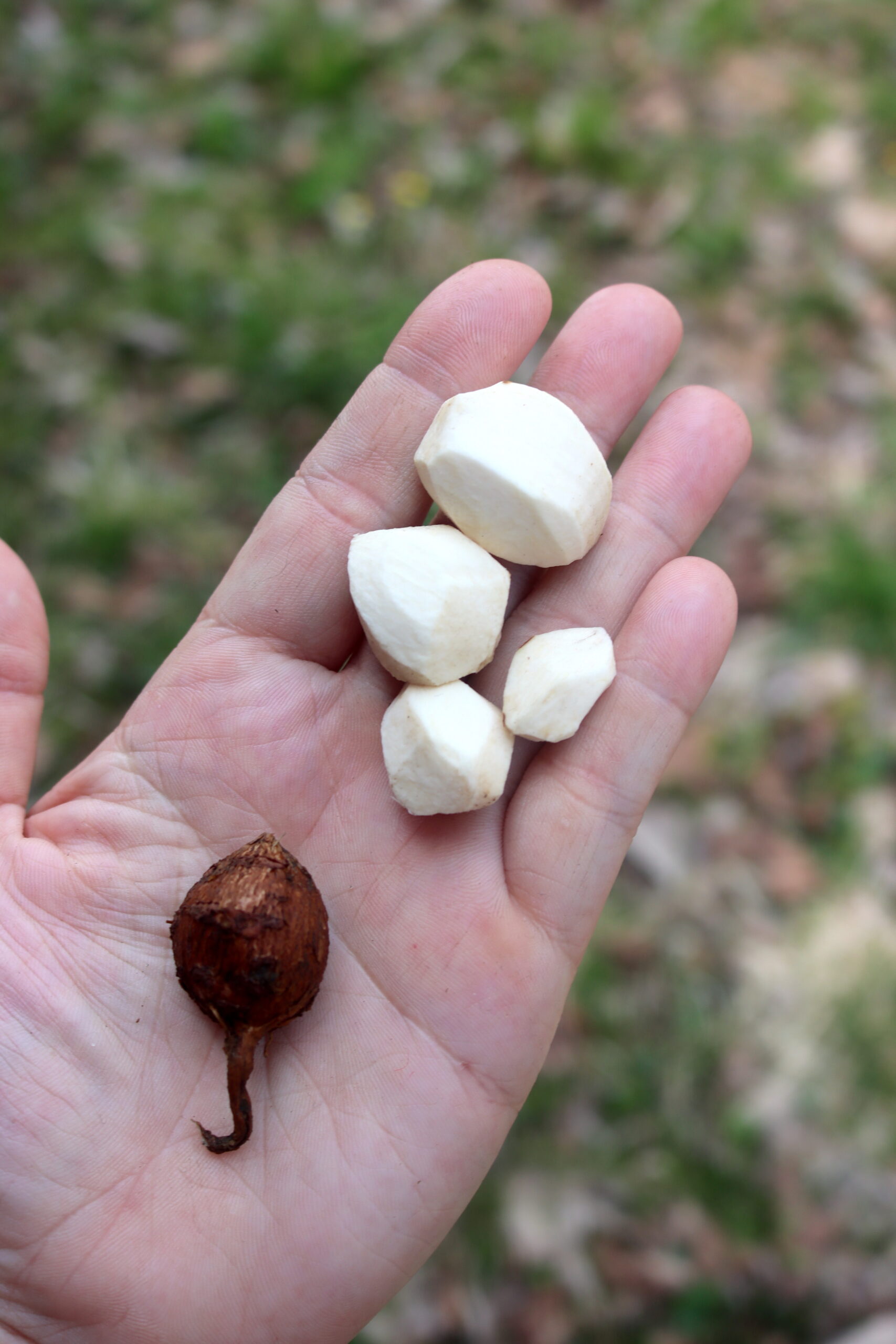 Peeled Groundnut