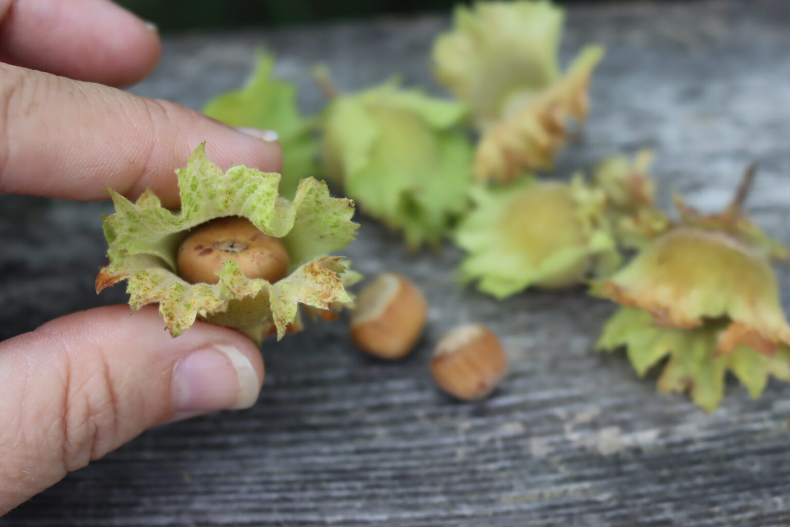 Ripe Hazelnut in Husk