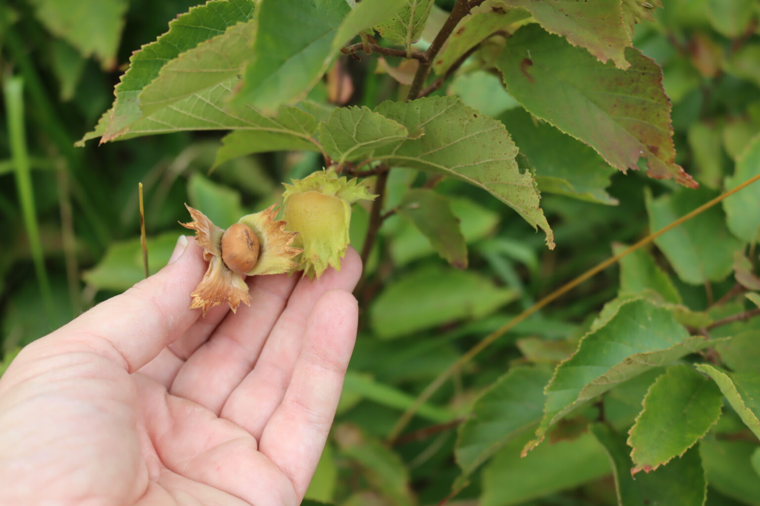 Ripe American Hazelnuts