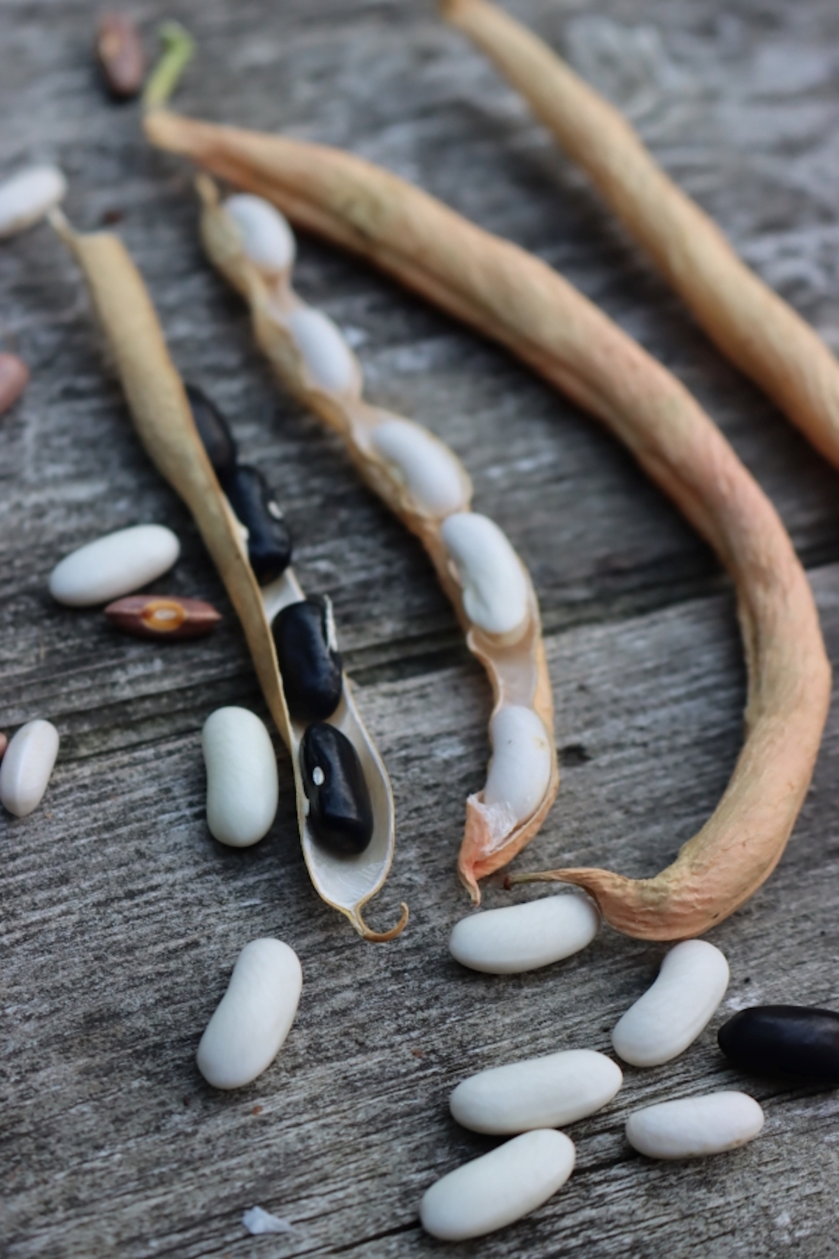 Saving Bean Seed