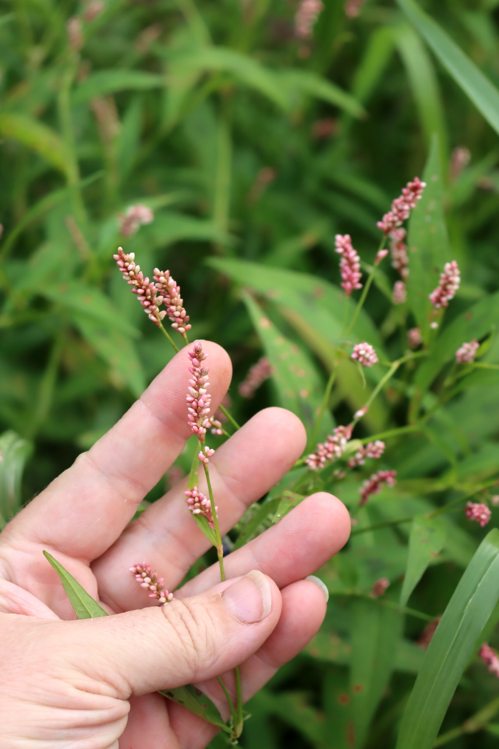 Spotted Lady’s Thumb (Persicaria maculosa)