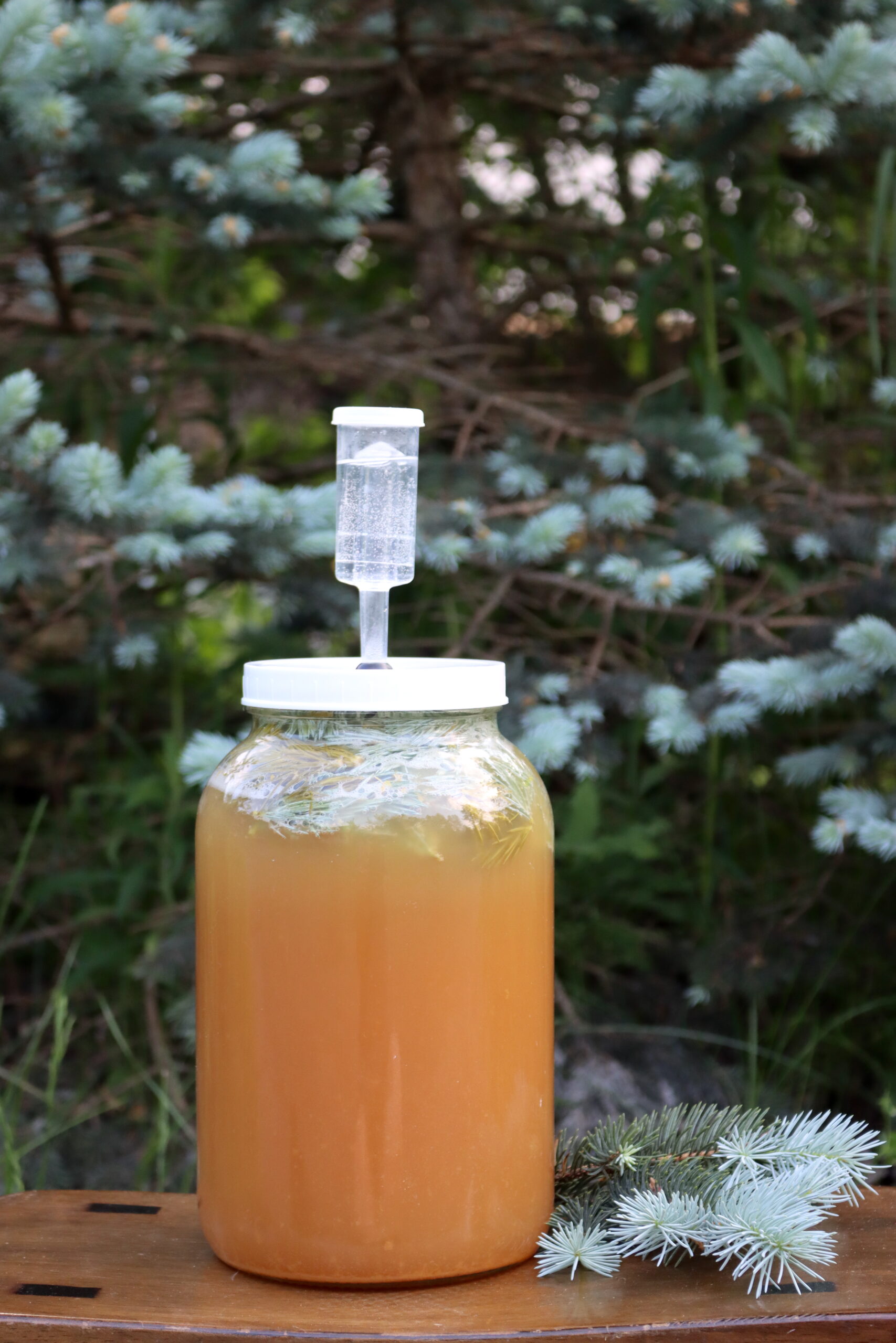 Spruce Beer