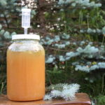 Spruce Beer
