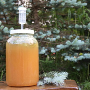 Spruce Beer
