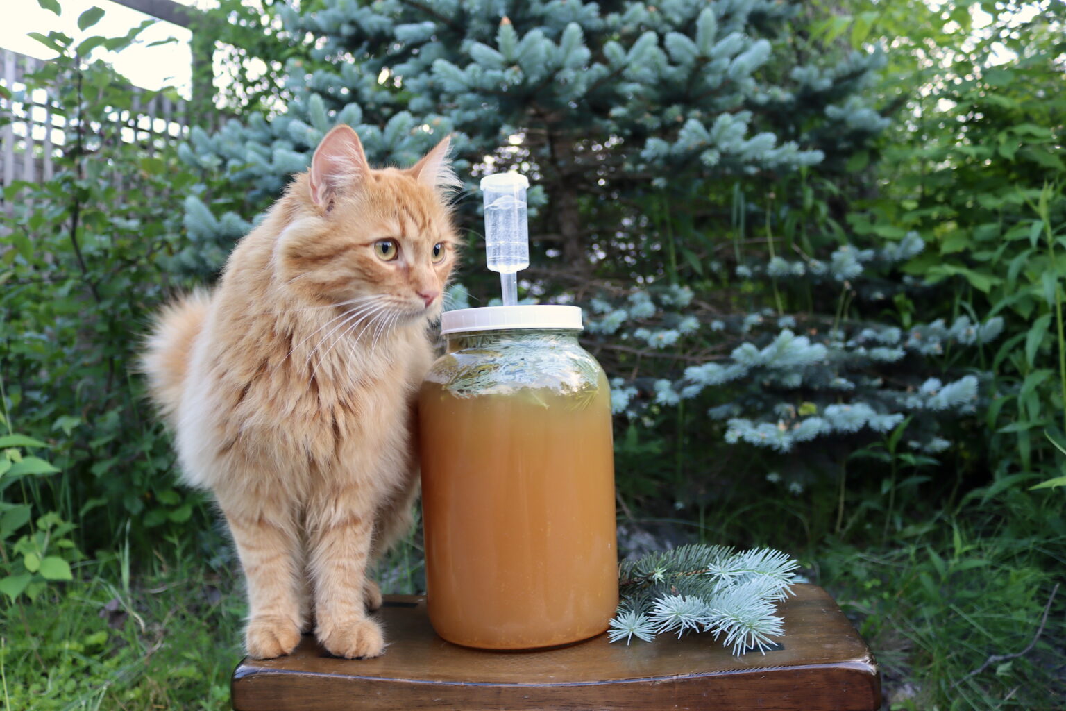 Spruce Beer Cat