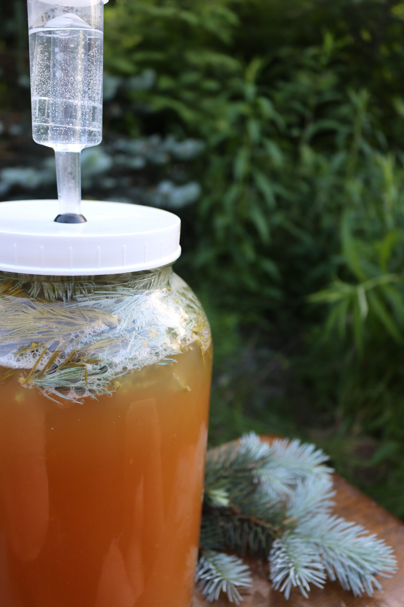 Spruce Beer in Primary