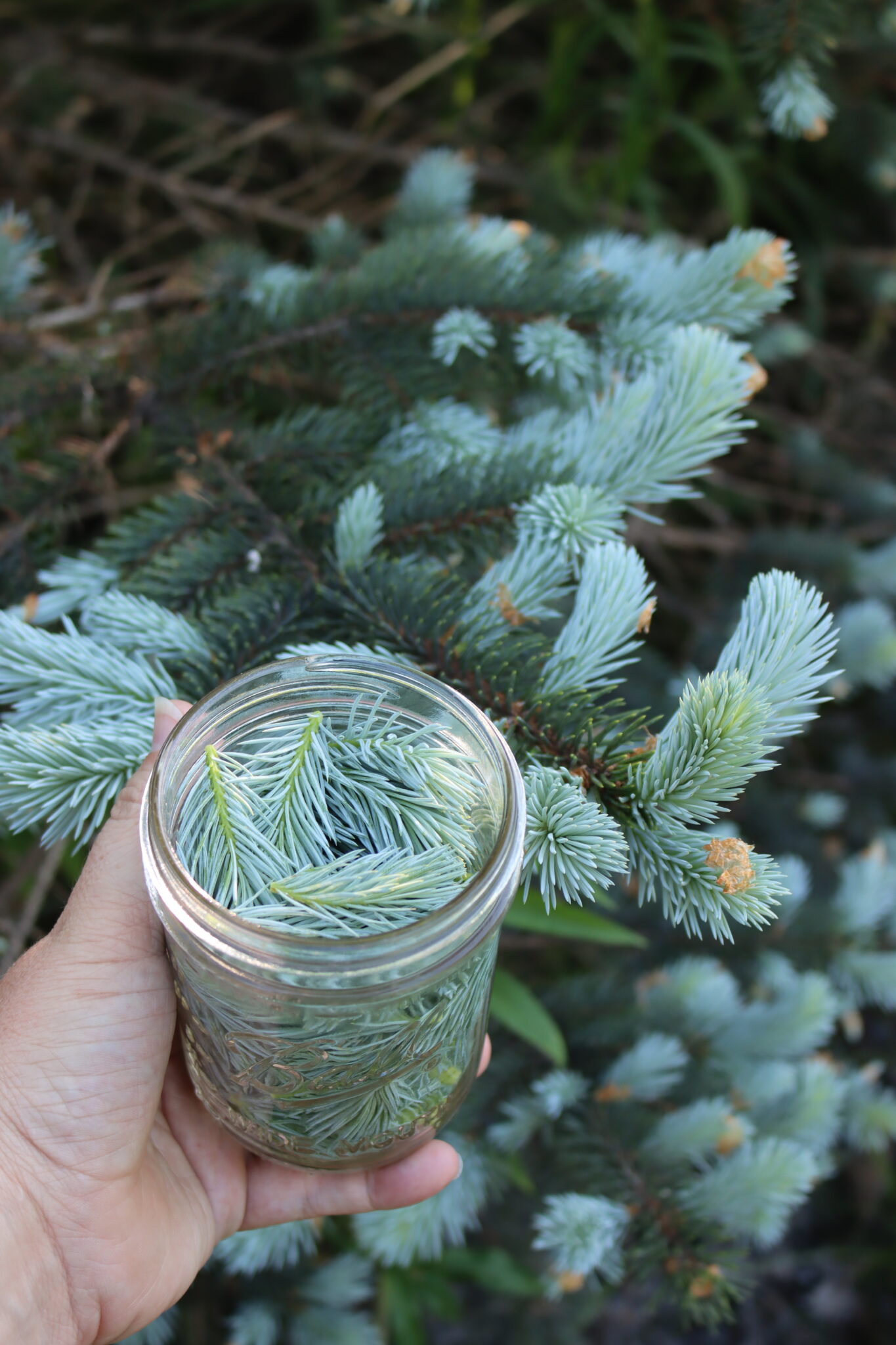 Spruce Tips for Spruce Beer