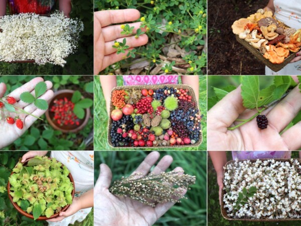 Summer Foraging